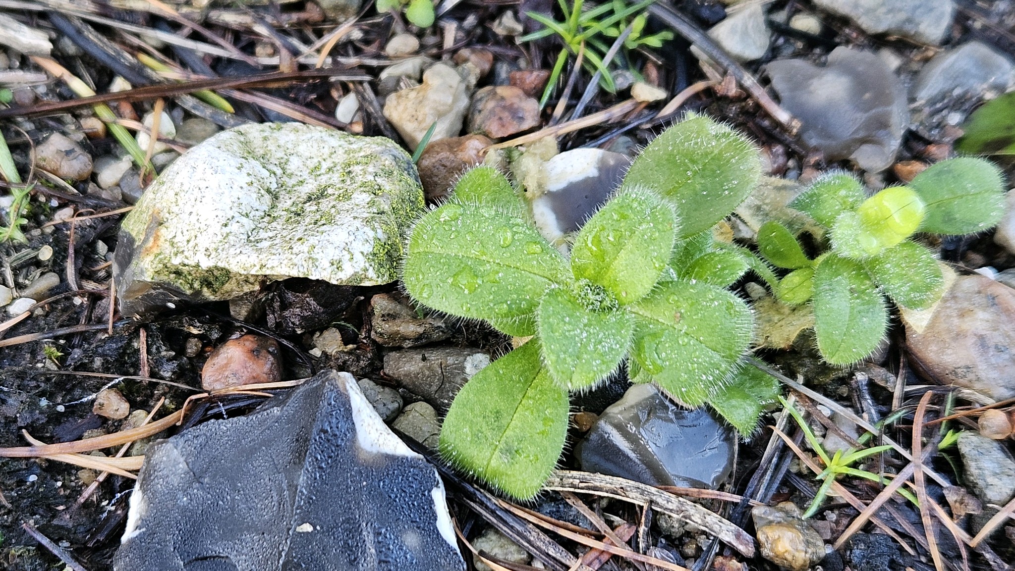 Cerastium (Mouse-ear Chickweeds)
