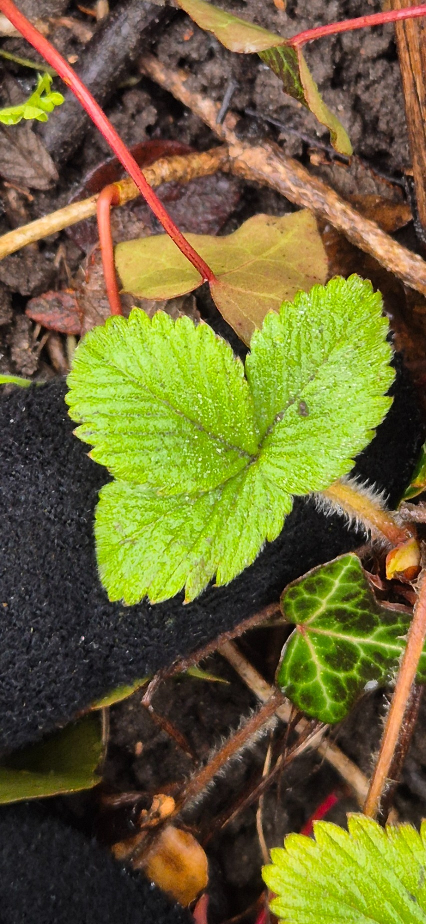 Fragaria vesca (Woodland Strawberry) (alternate view 3)