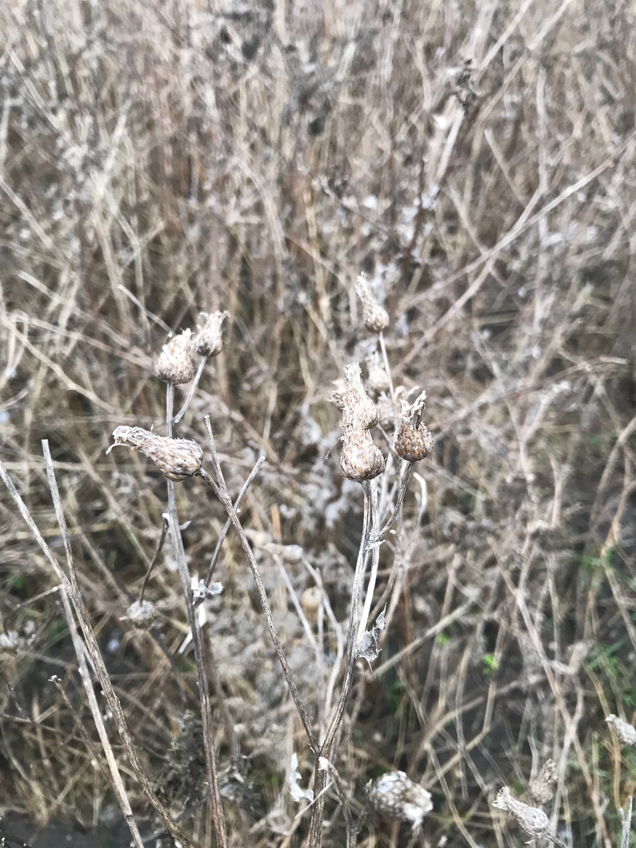 Cirsium arvense (Canada thistle) (alternate view 13)