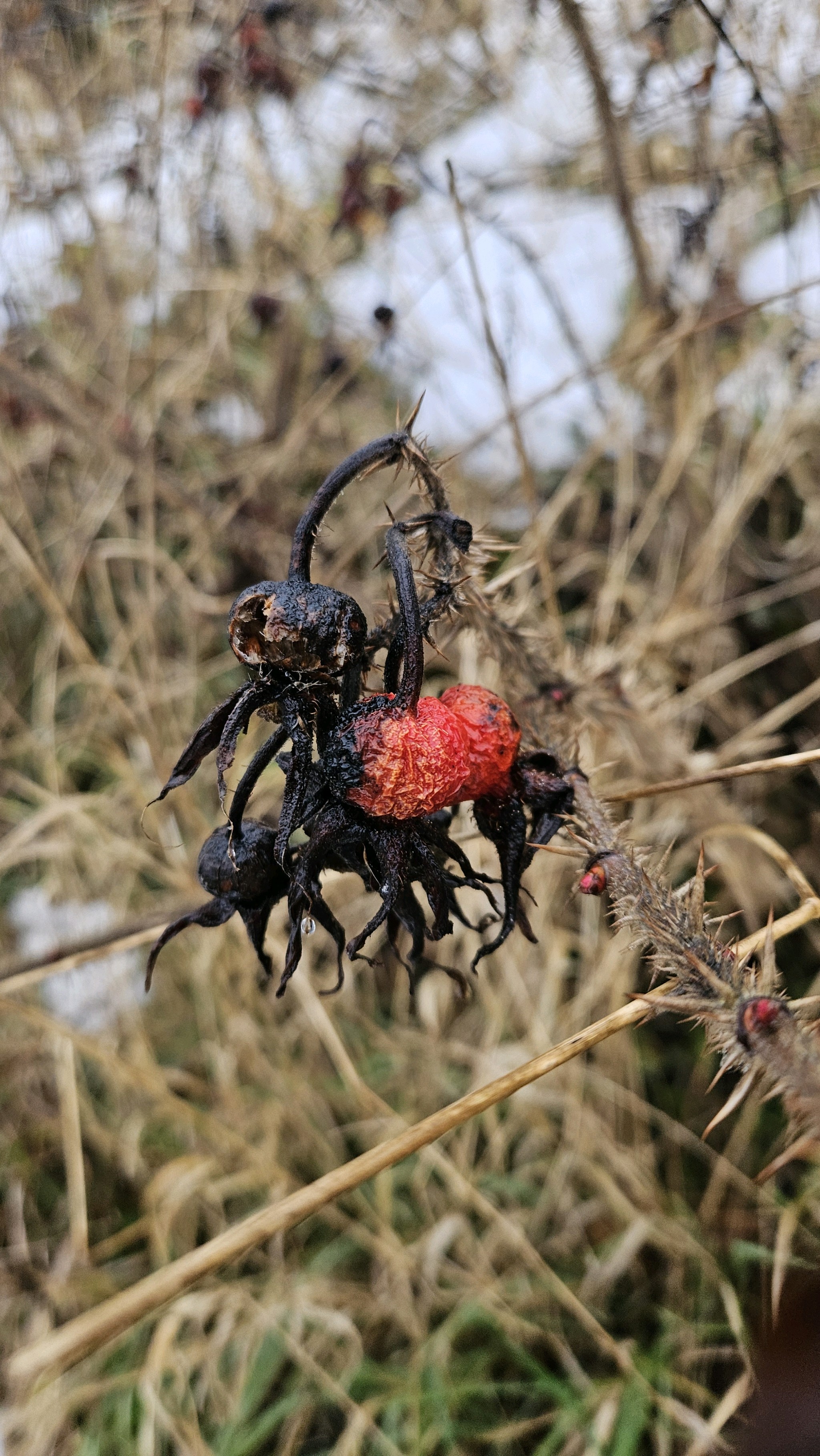 Rosa rugosa (rugosa rose) (alternate view 14)