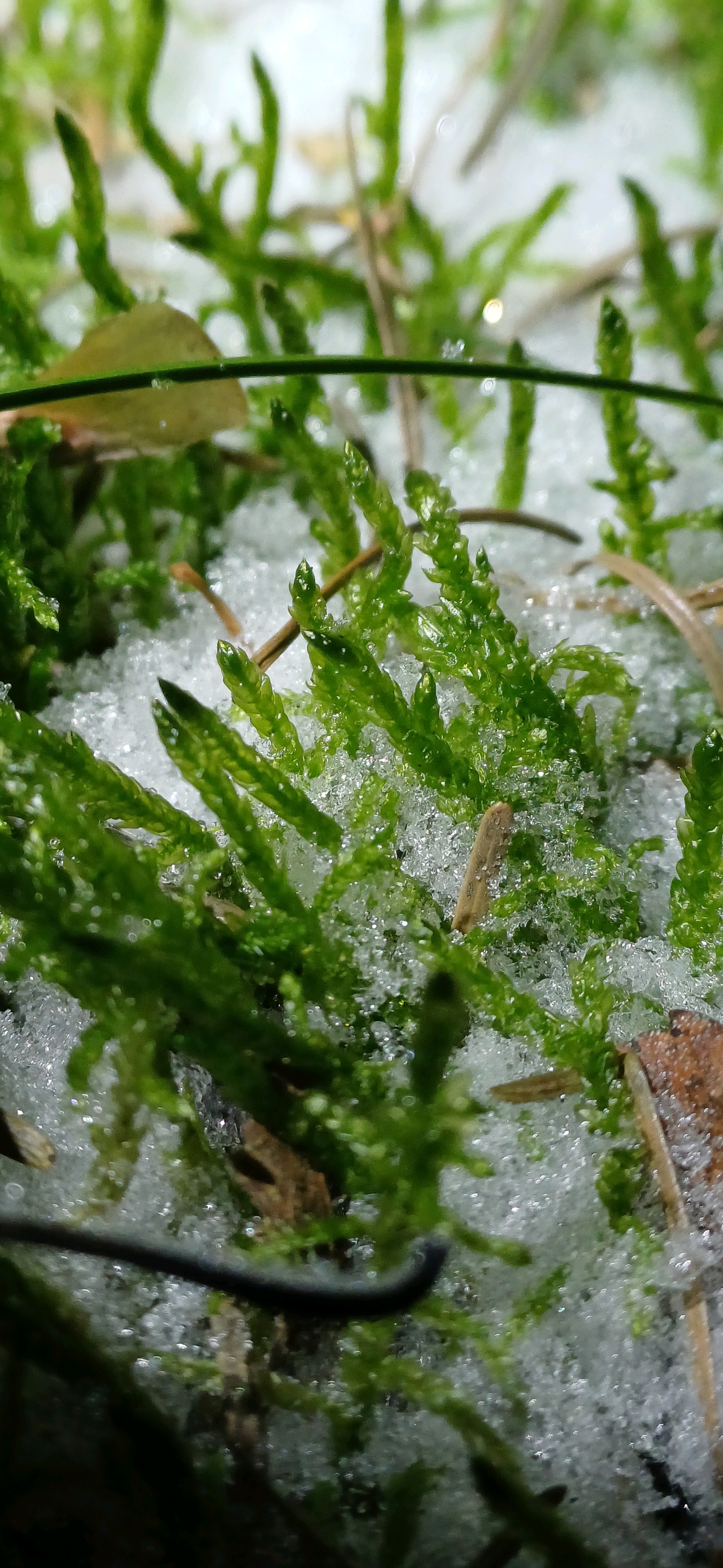 Pseudoscleropodium purum (Neat Feather-moss) (alternate view 11)