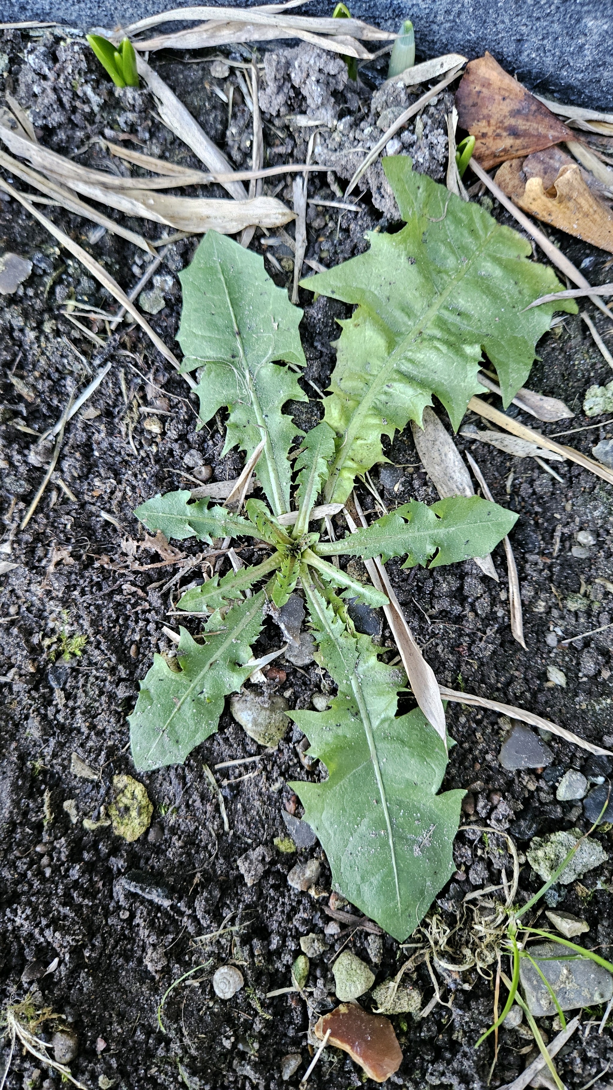 Taraxacum (dandelions) (alternate view 4)