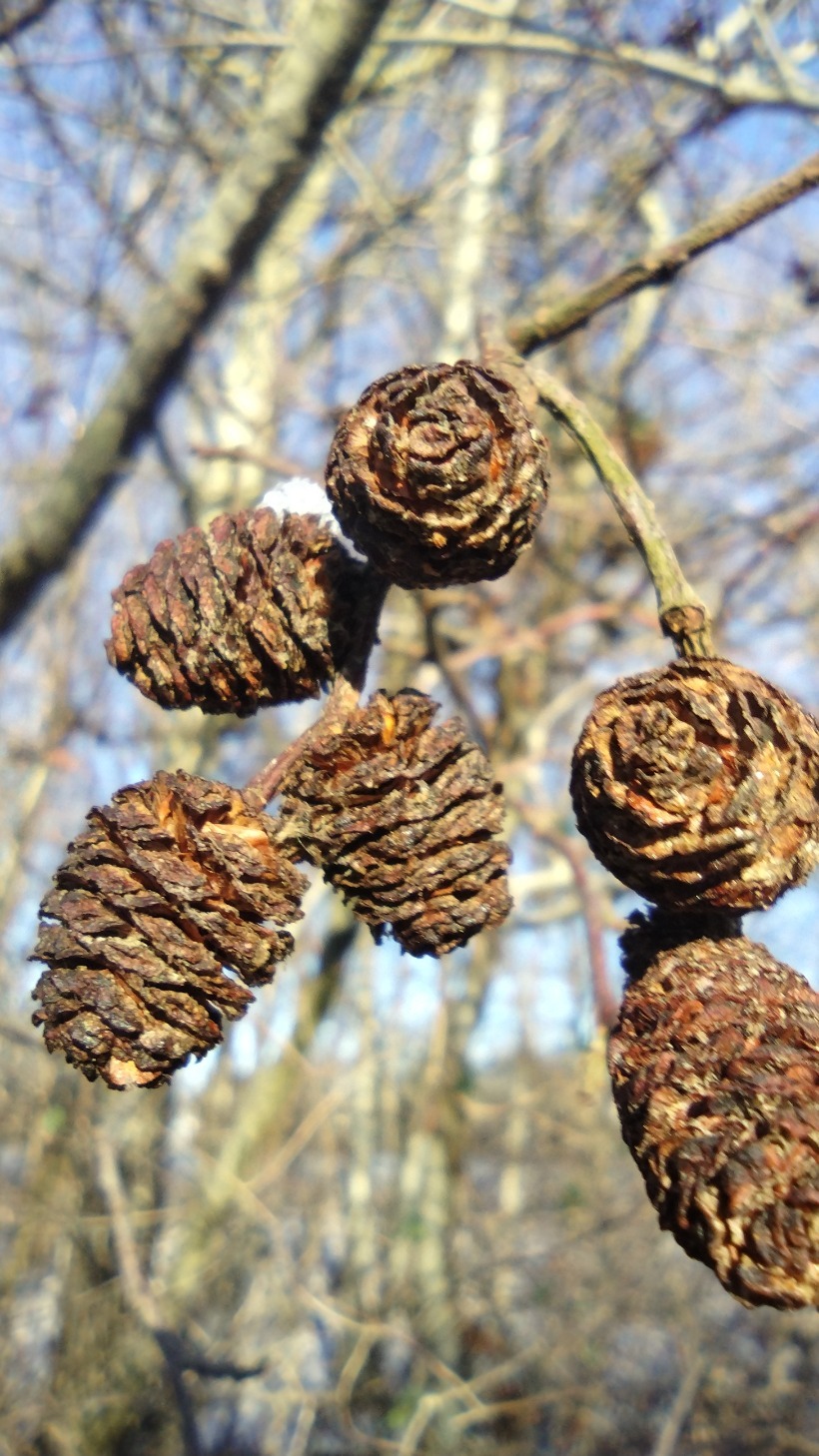 Alnus incana (Mountain Alder) (alternate view 2)