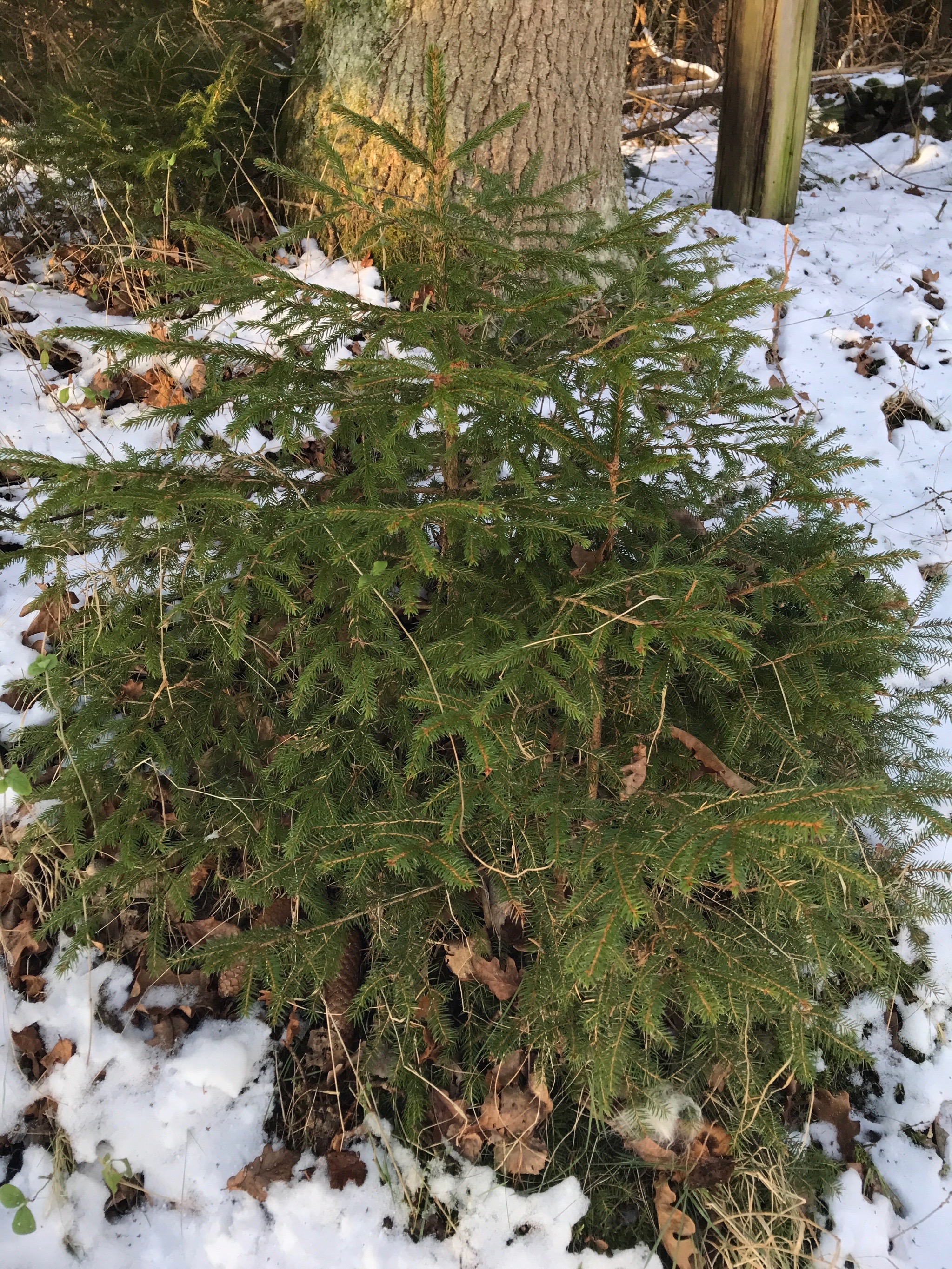 Picea abies (Norway Spruce) (alternate view 10)