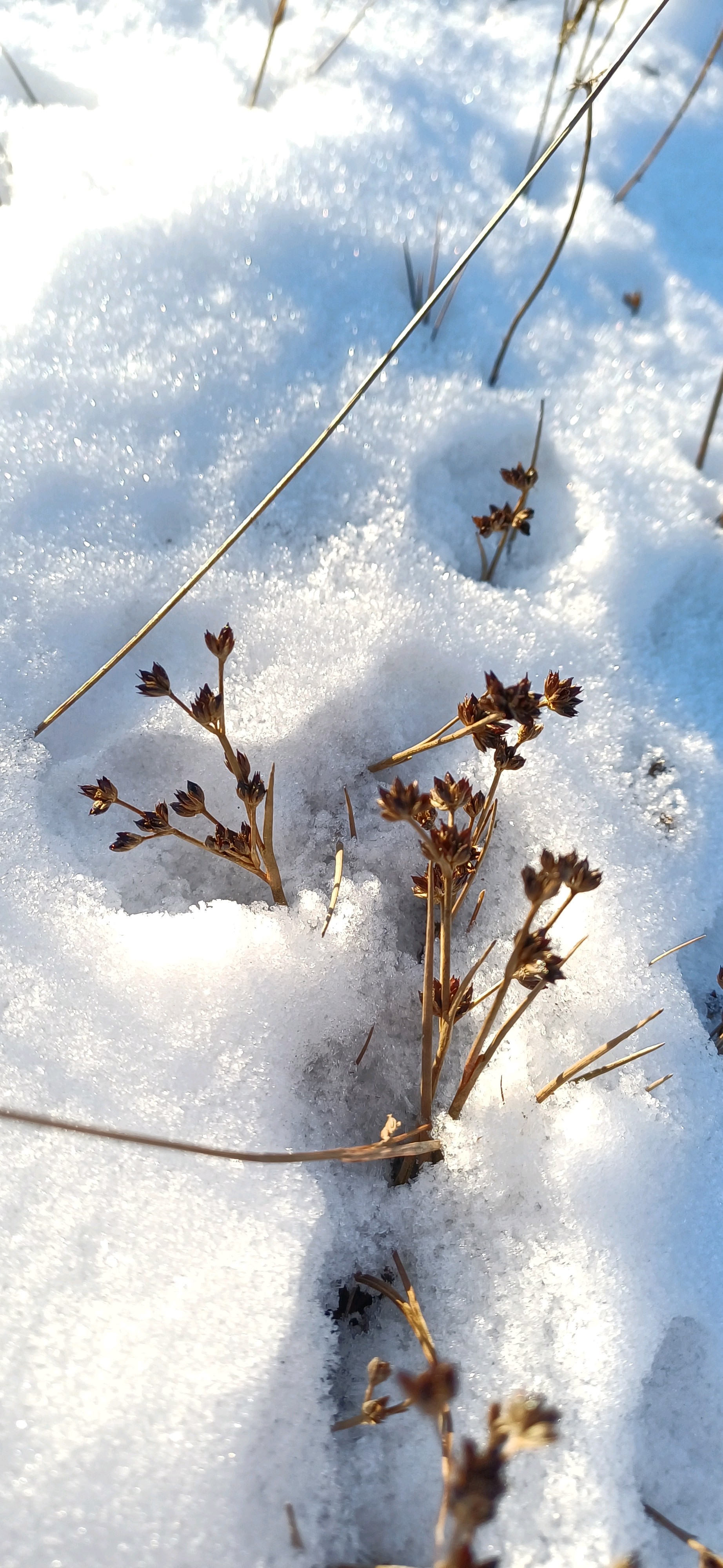 Juncus articulatus (jointed rush) (alternate view 11)