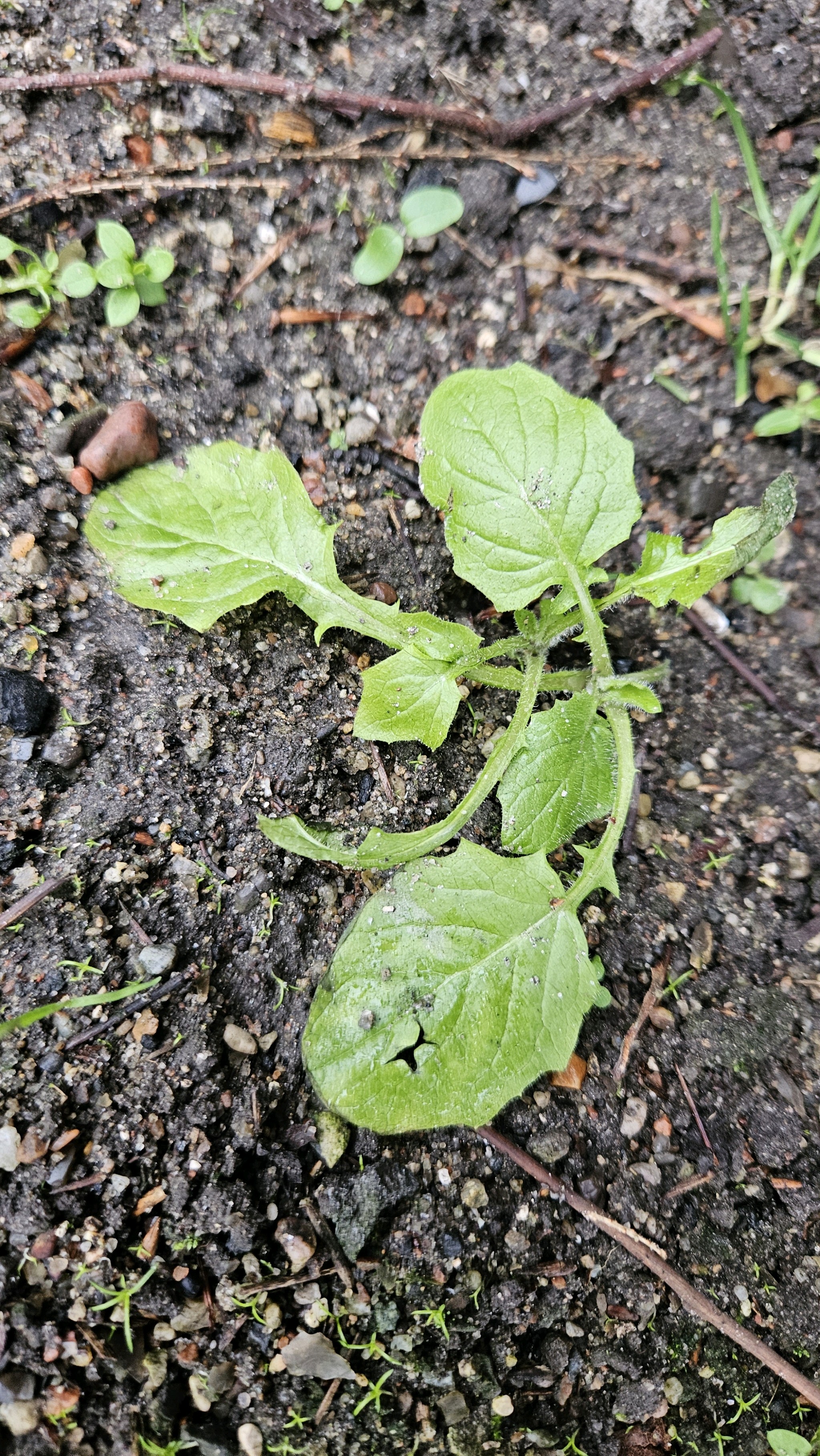 Lapsana communis (nipplewort) (alternate view 14)