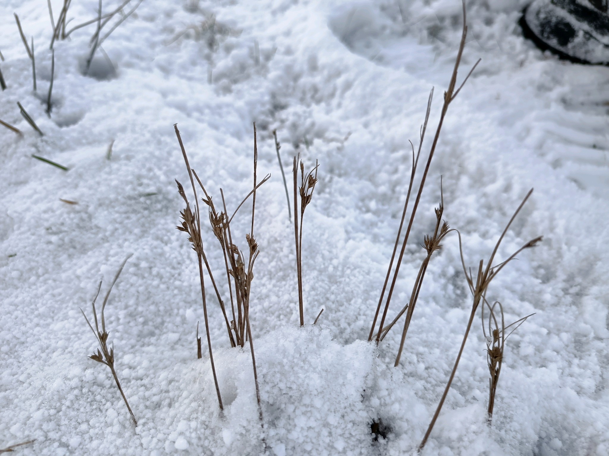 Juncus tenuis (Path Rush) (alternate view 9)