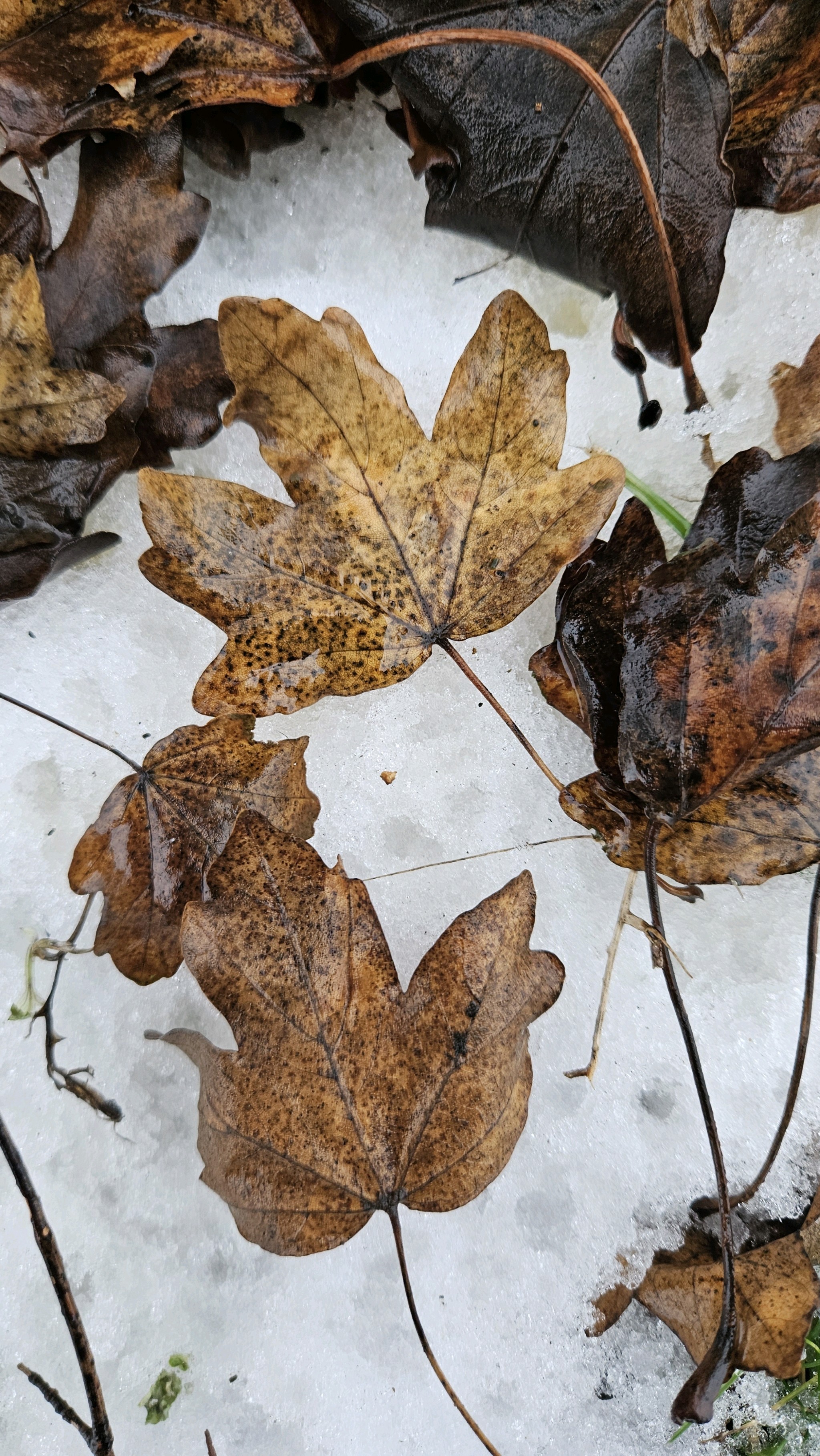 Acer campestre (Field Maple) (alternate view 14)