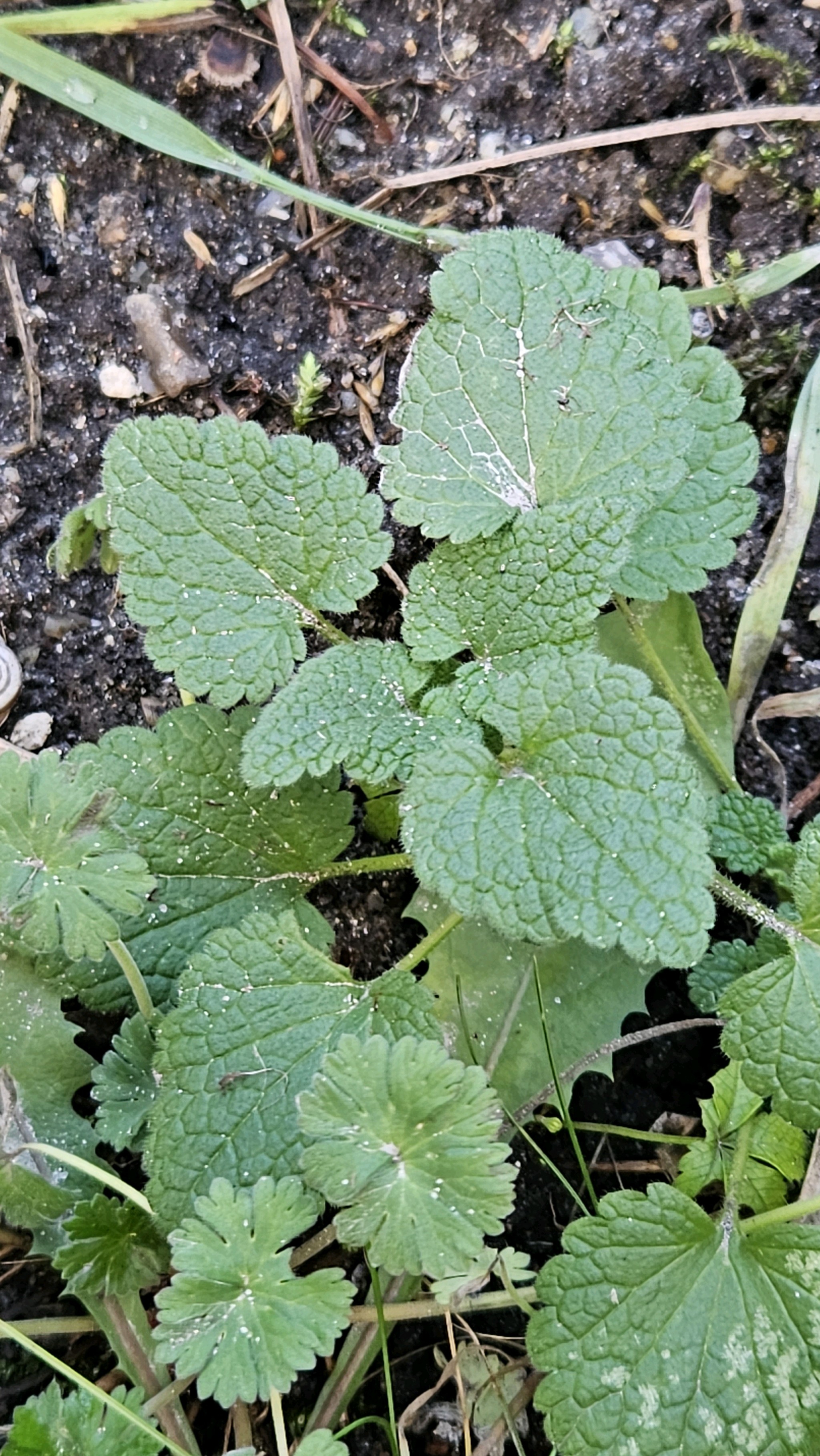 Lamium purpureum (red deadnettle) (alternate view 14)