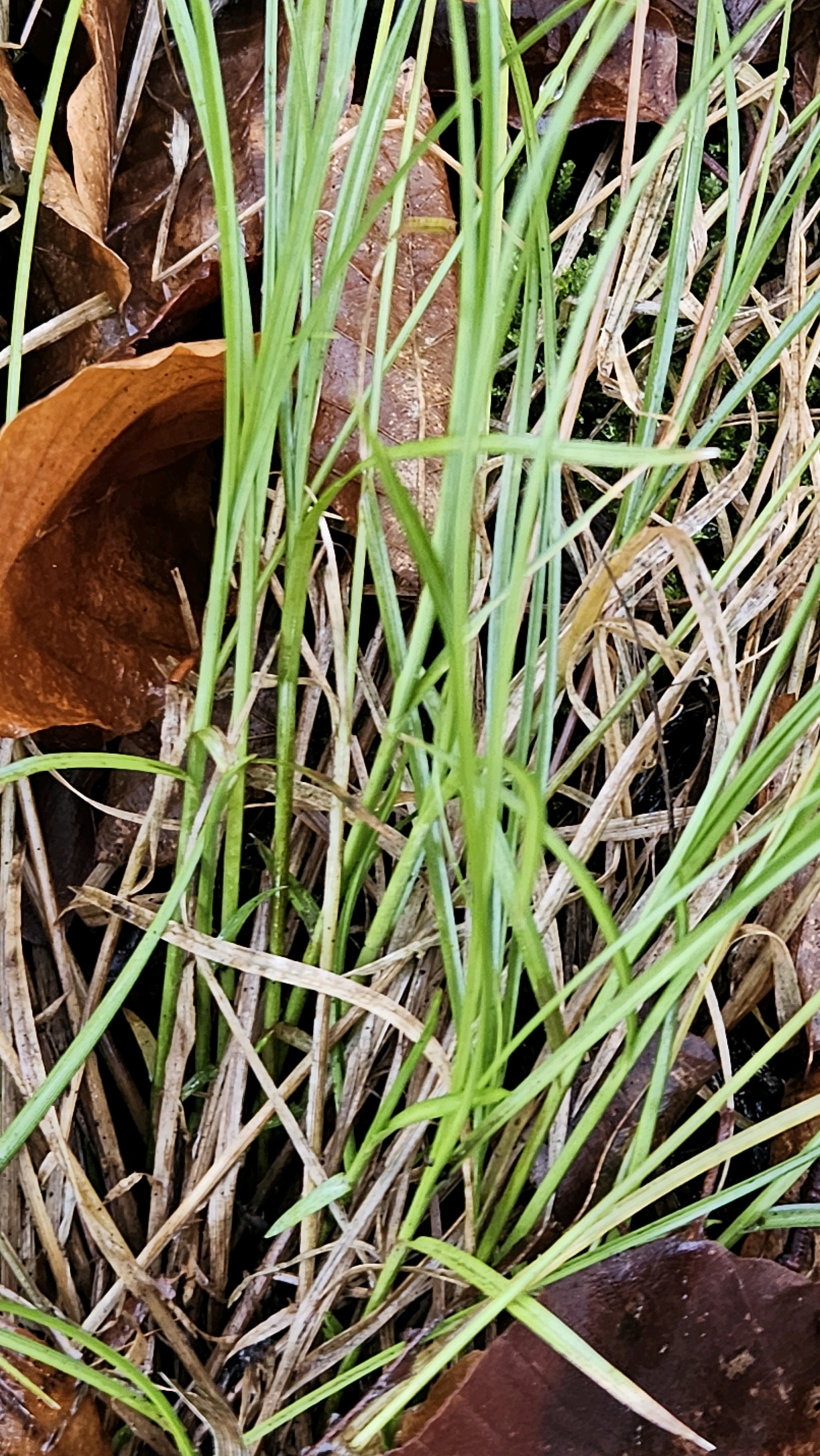Carex remota (Remote Sedge) (alternate view 9)