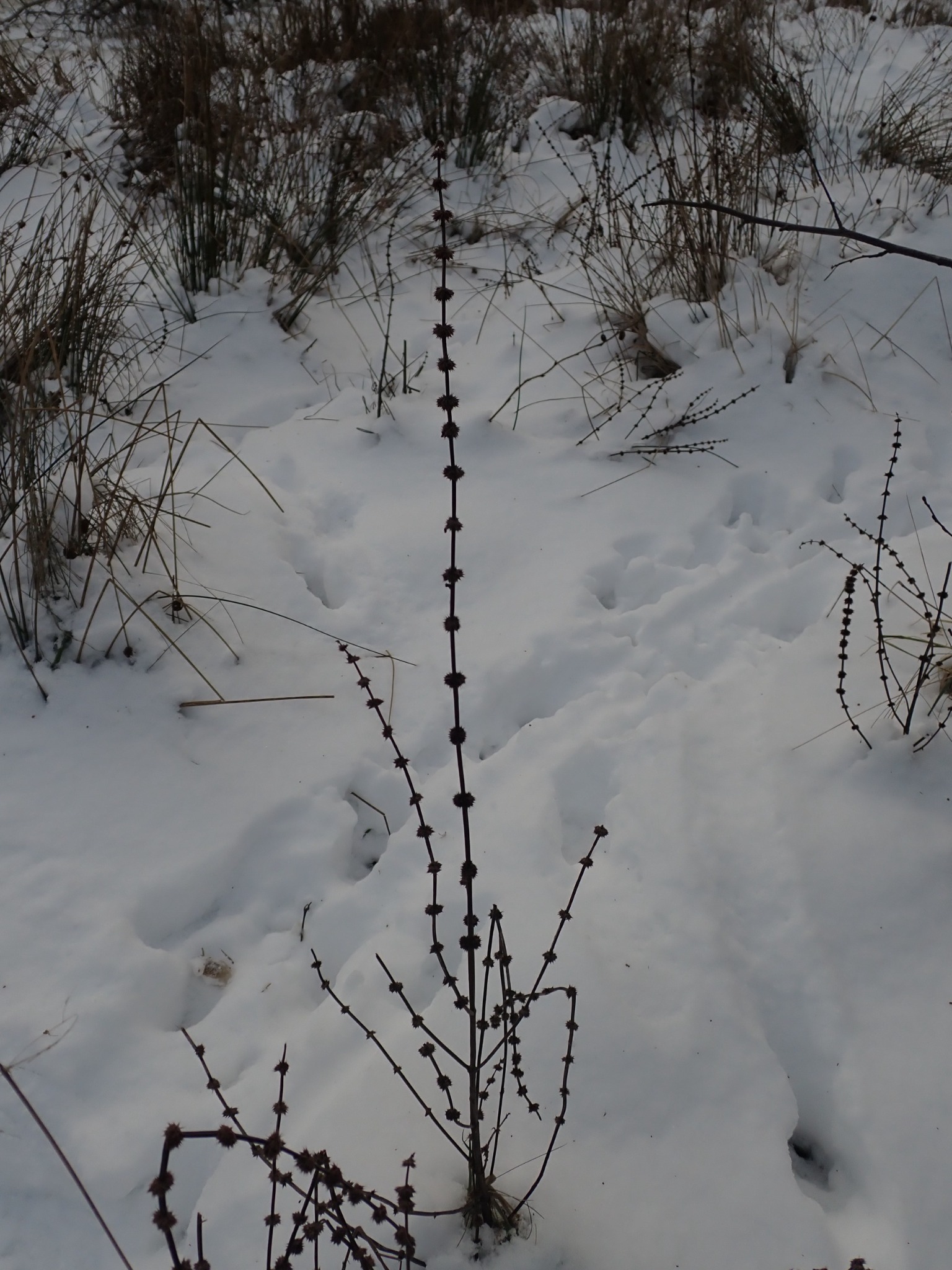Lycopus europaeus (European water-horehound) (alternate view 13)