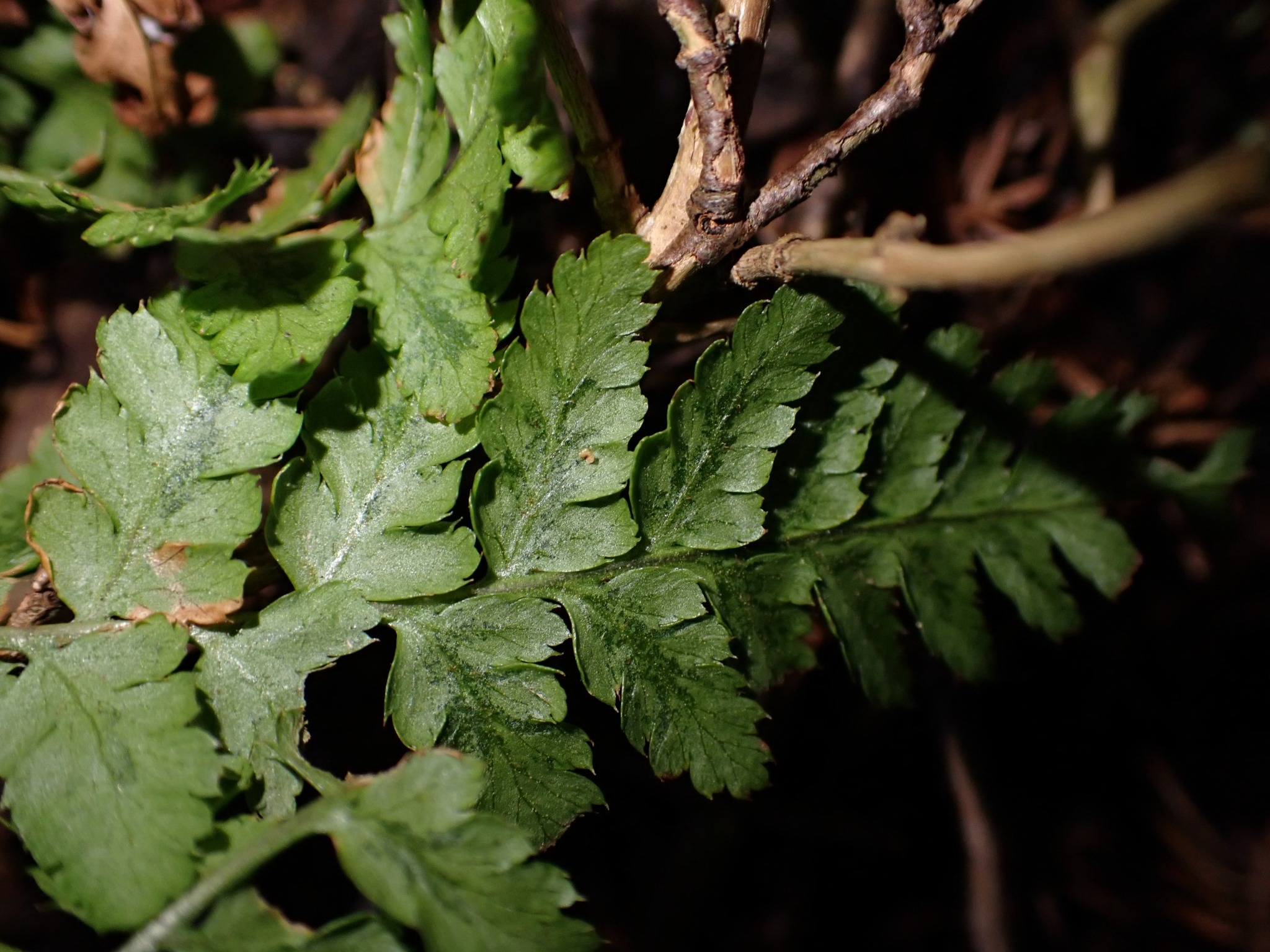 Dryopteris dilatata (broad buckler-fern) (alternate view 12)