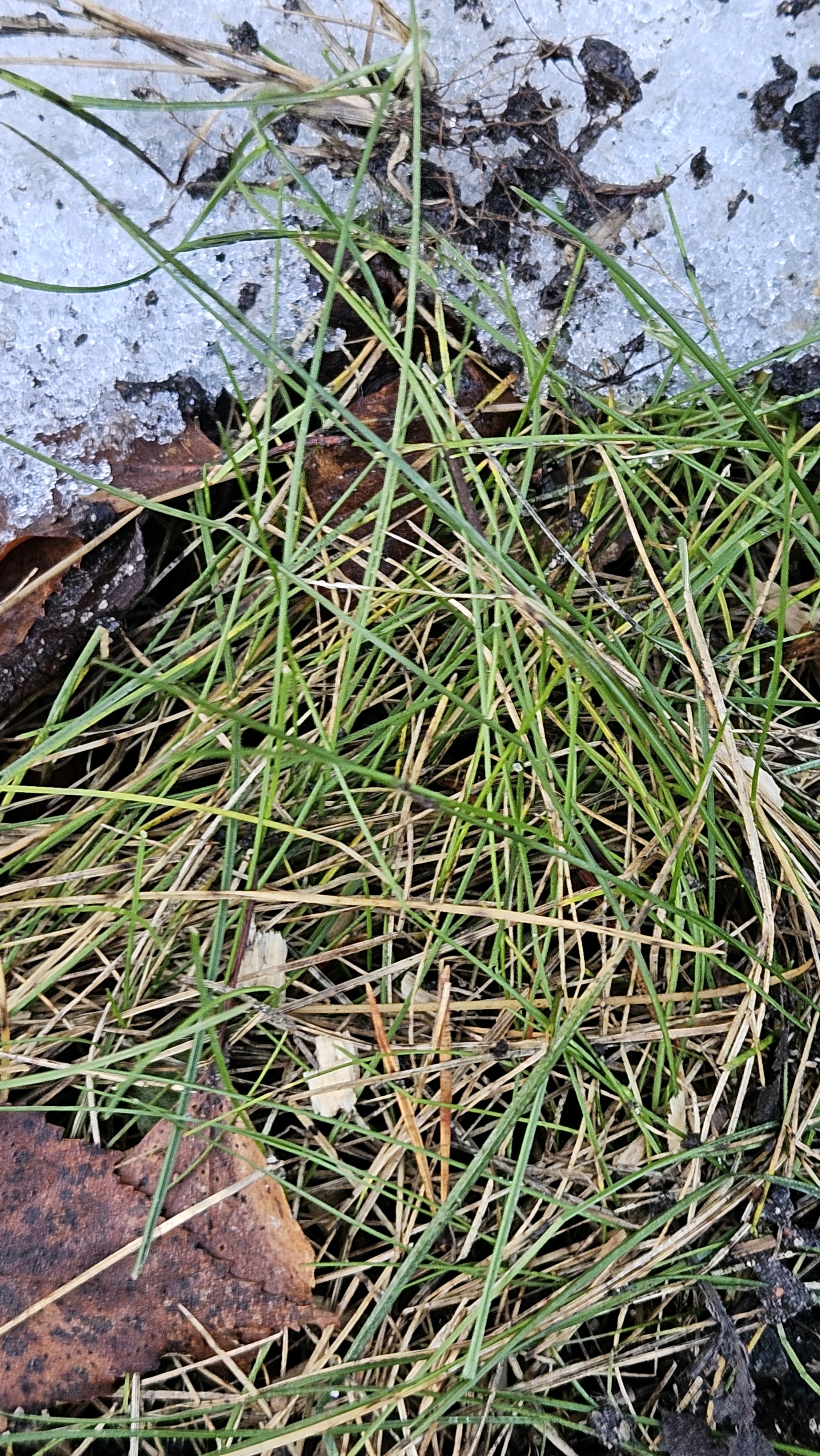 Festuca rubra (Red Fescue) (alternate view 13)