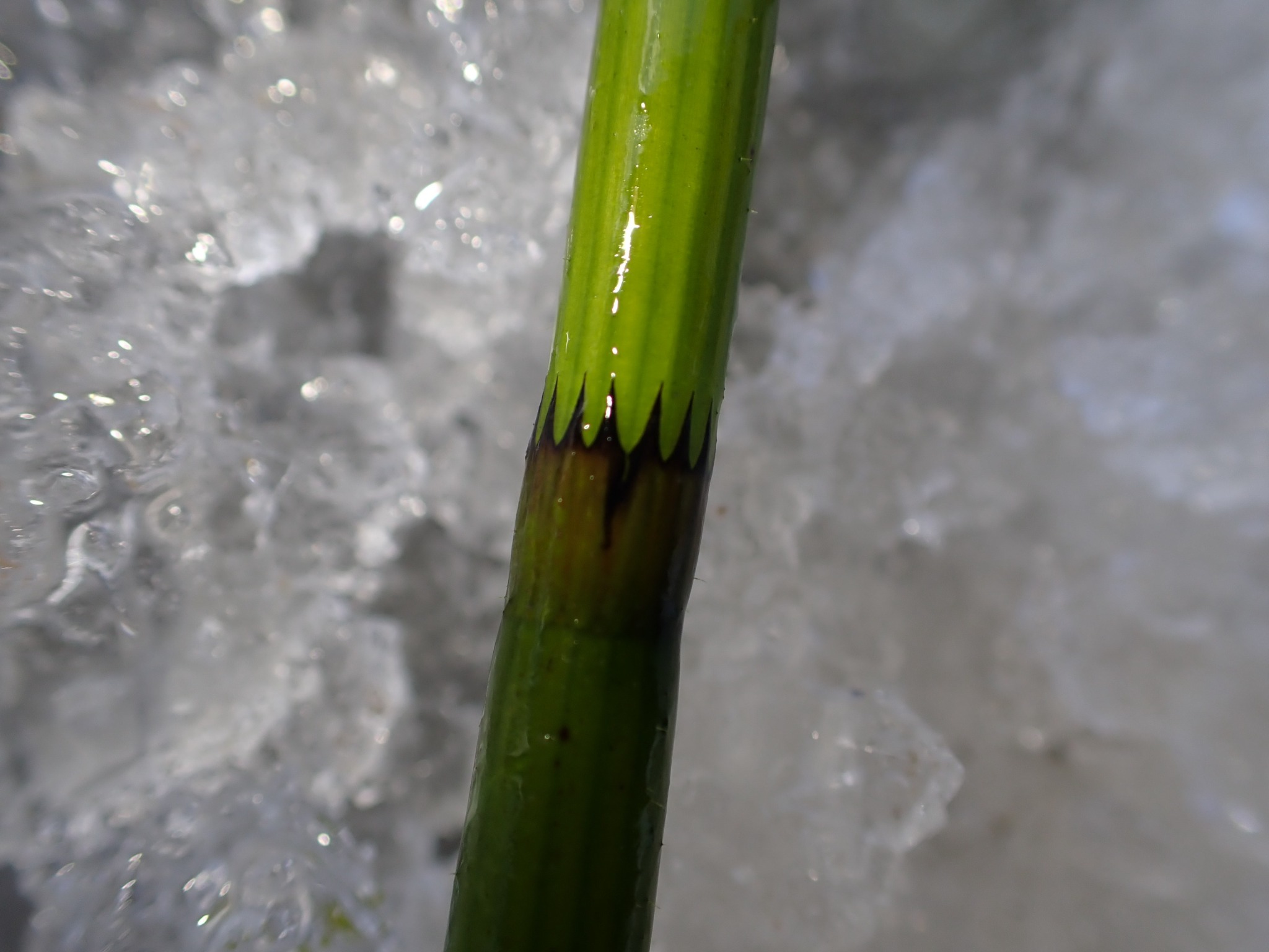 Equisetum fluviatile (water horsetail) (alternate view 11)