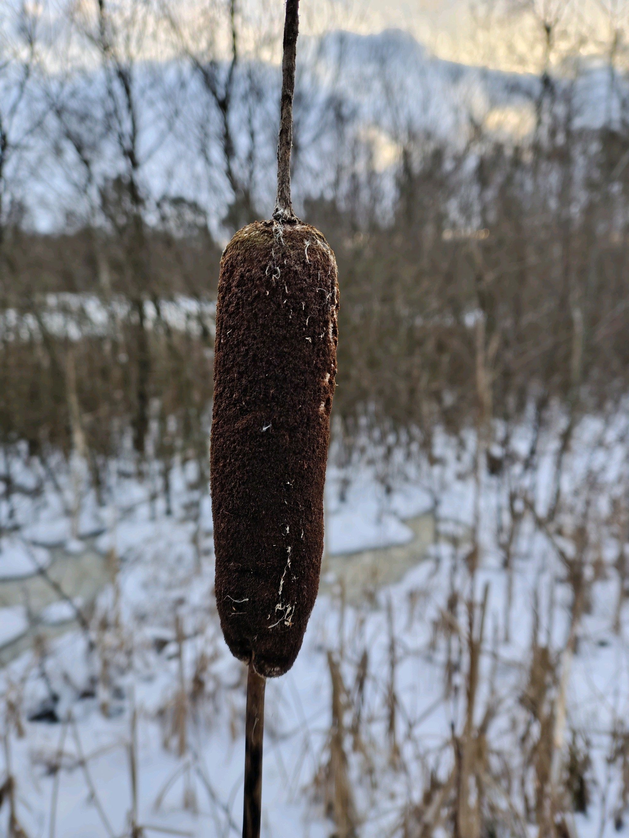 Typha latifolia (common cat-tail) (alternate view 12)
