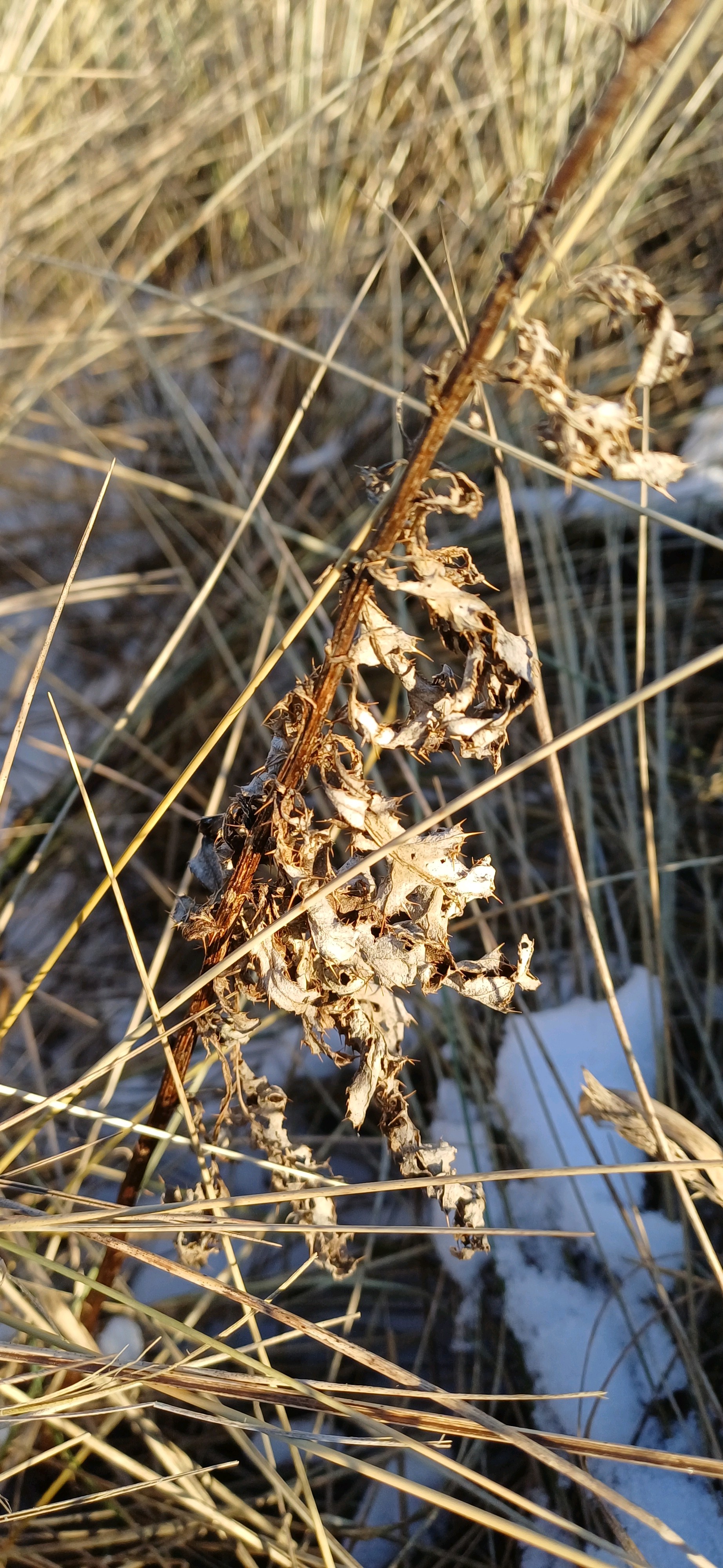 Cirsium arvense (Canada thistle) (alternate view 12)