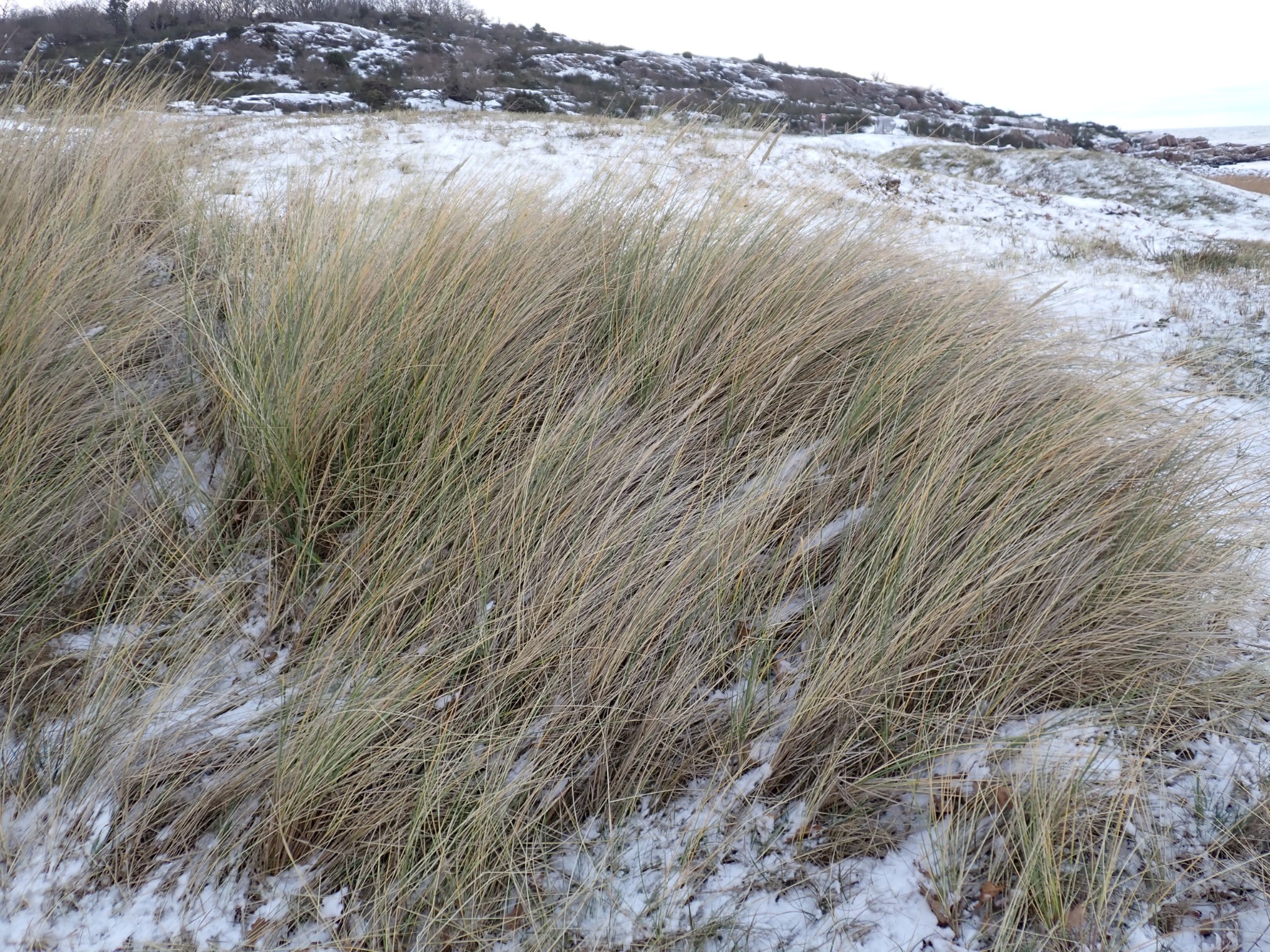 Calamagrostis arenaria (European marram grass) (alternate view 8)