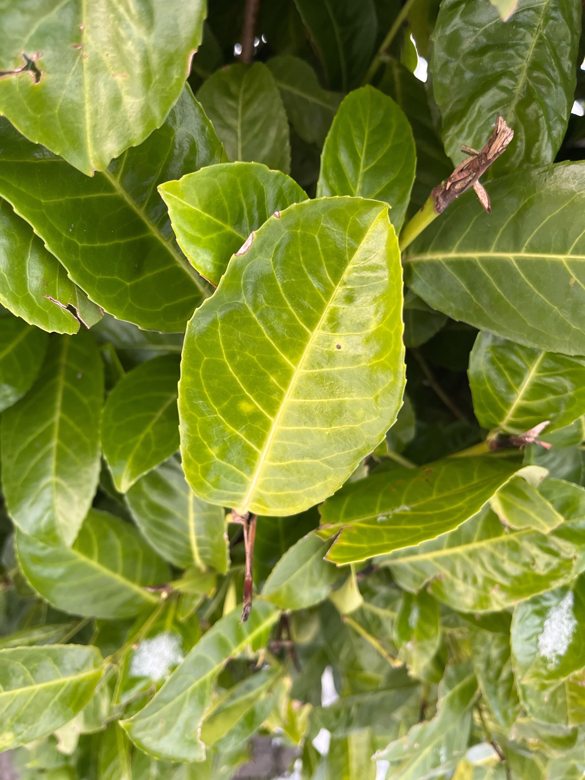 Prunus laurocerasus (English laurel) (alternate view 3)
