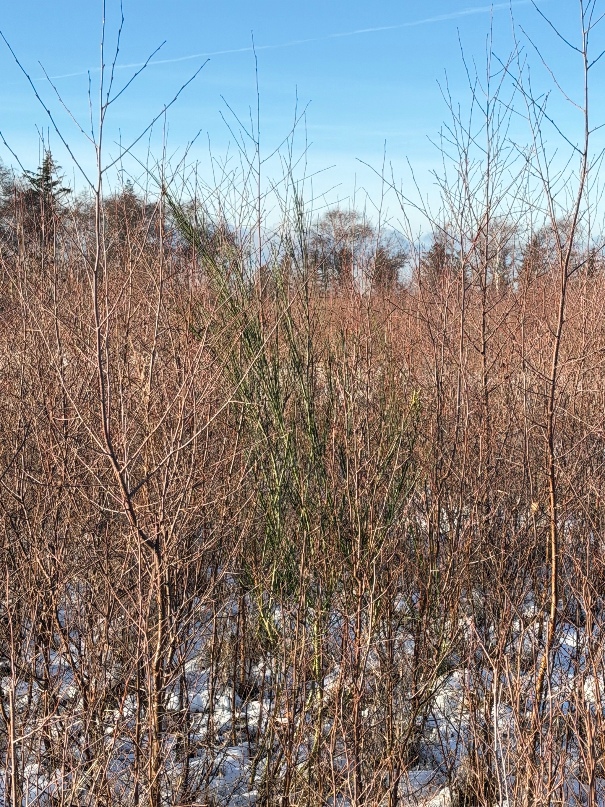 Cytisus (brooms) (alternate view 2)