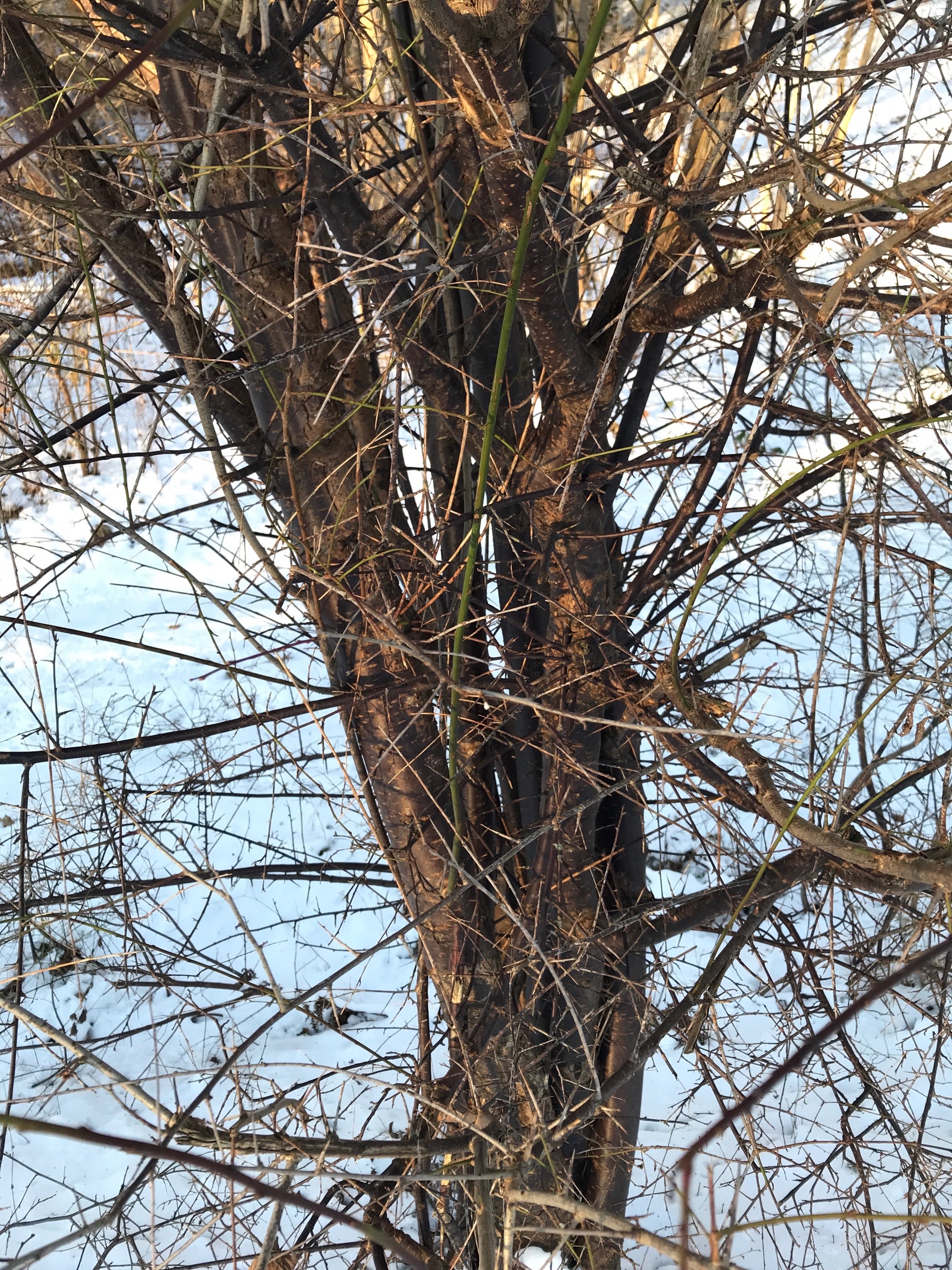 Prunus cerasifera (purple leaf plum, cherry plum) (alternate view 11)