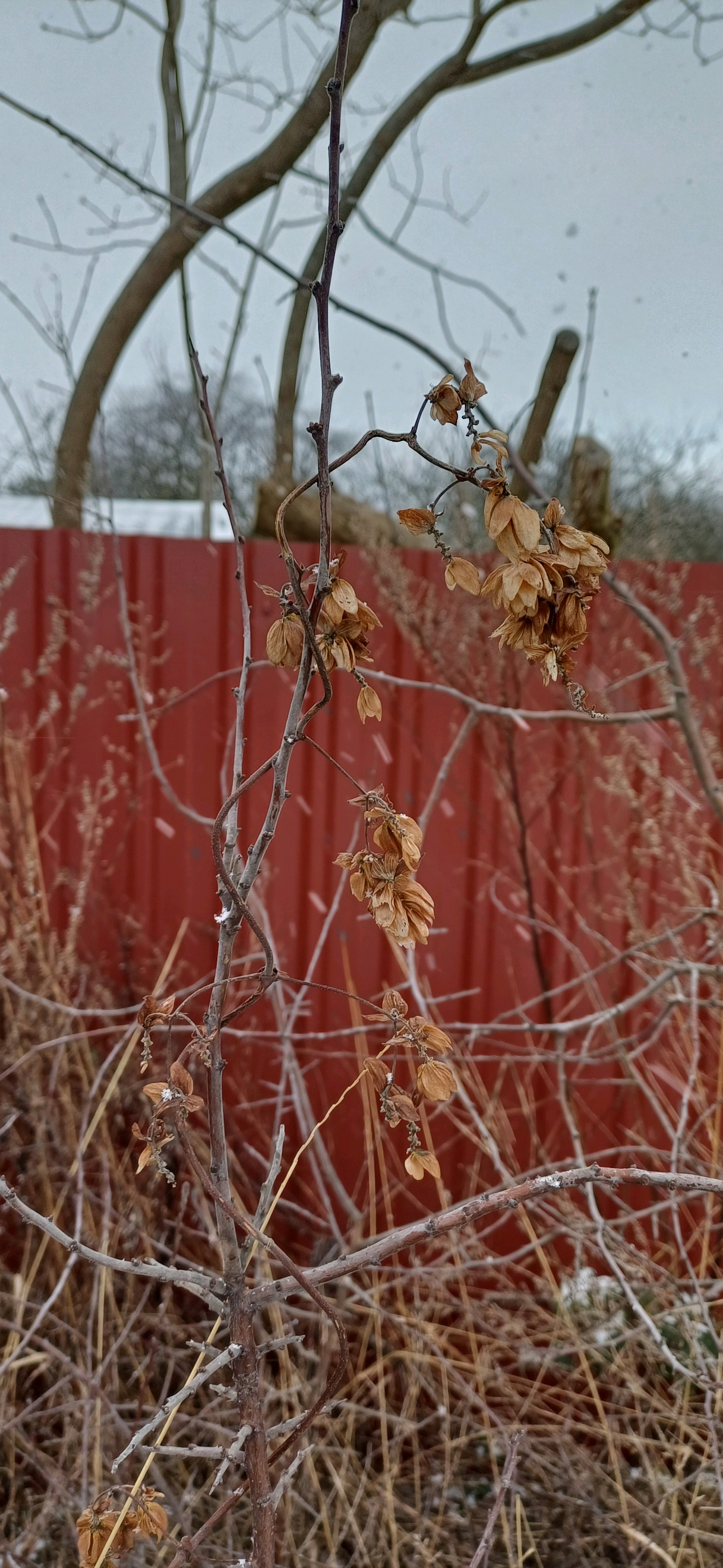 Humulus (Hops) (alternate view 3)