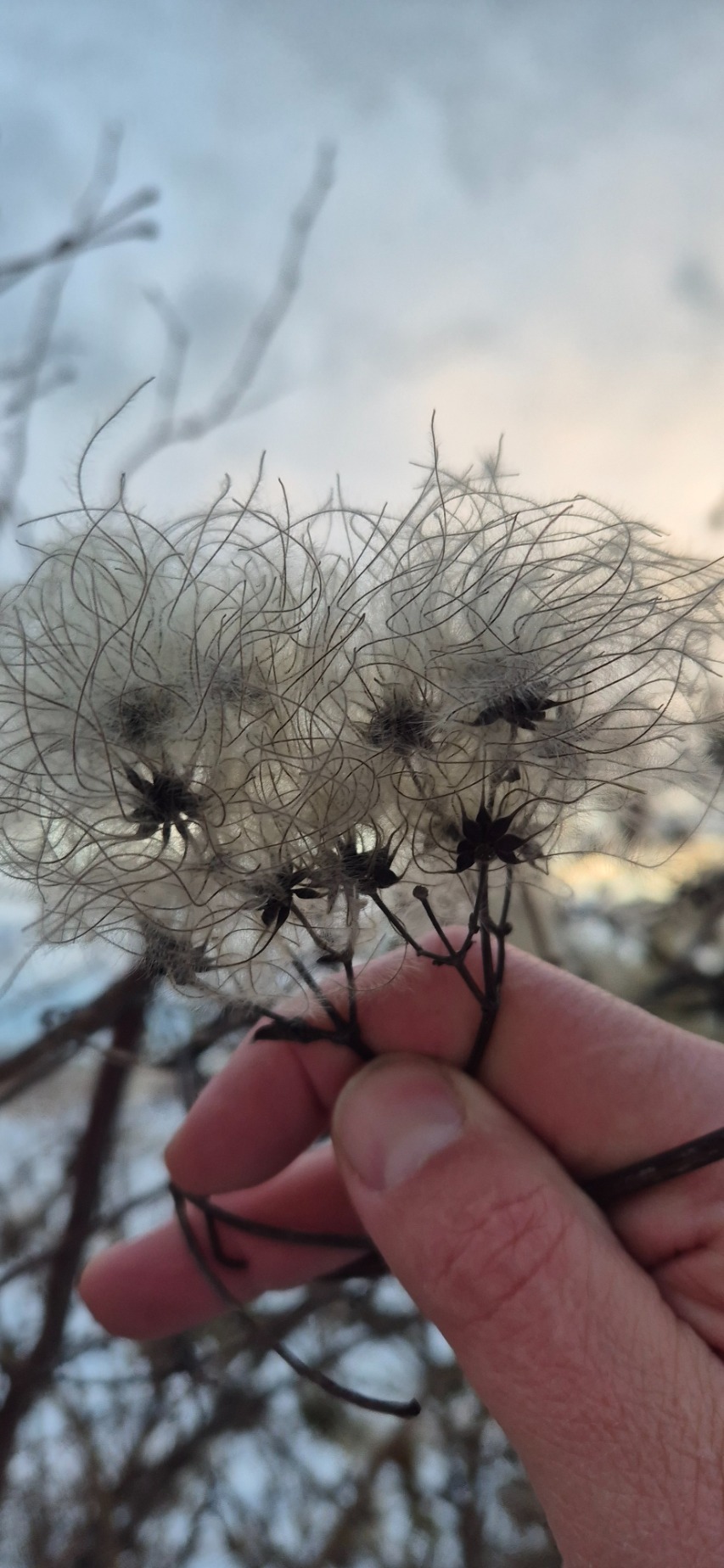 Clematis vitalba (travelers-joy) (alternate view 12)