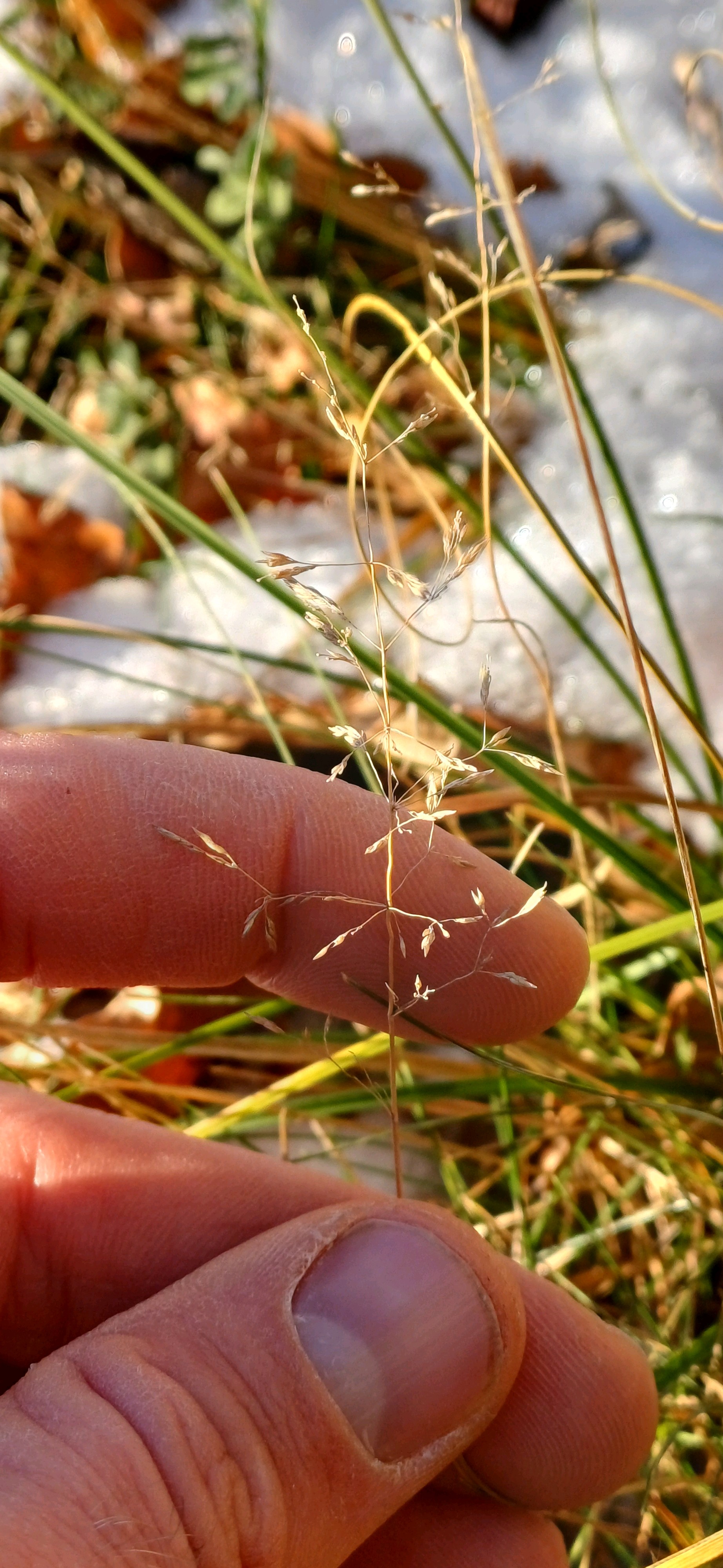 Agrostis (bent grass) (alternate view 3)