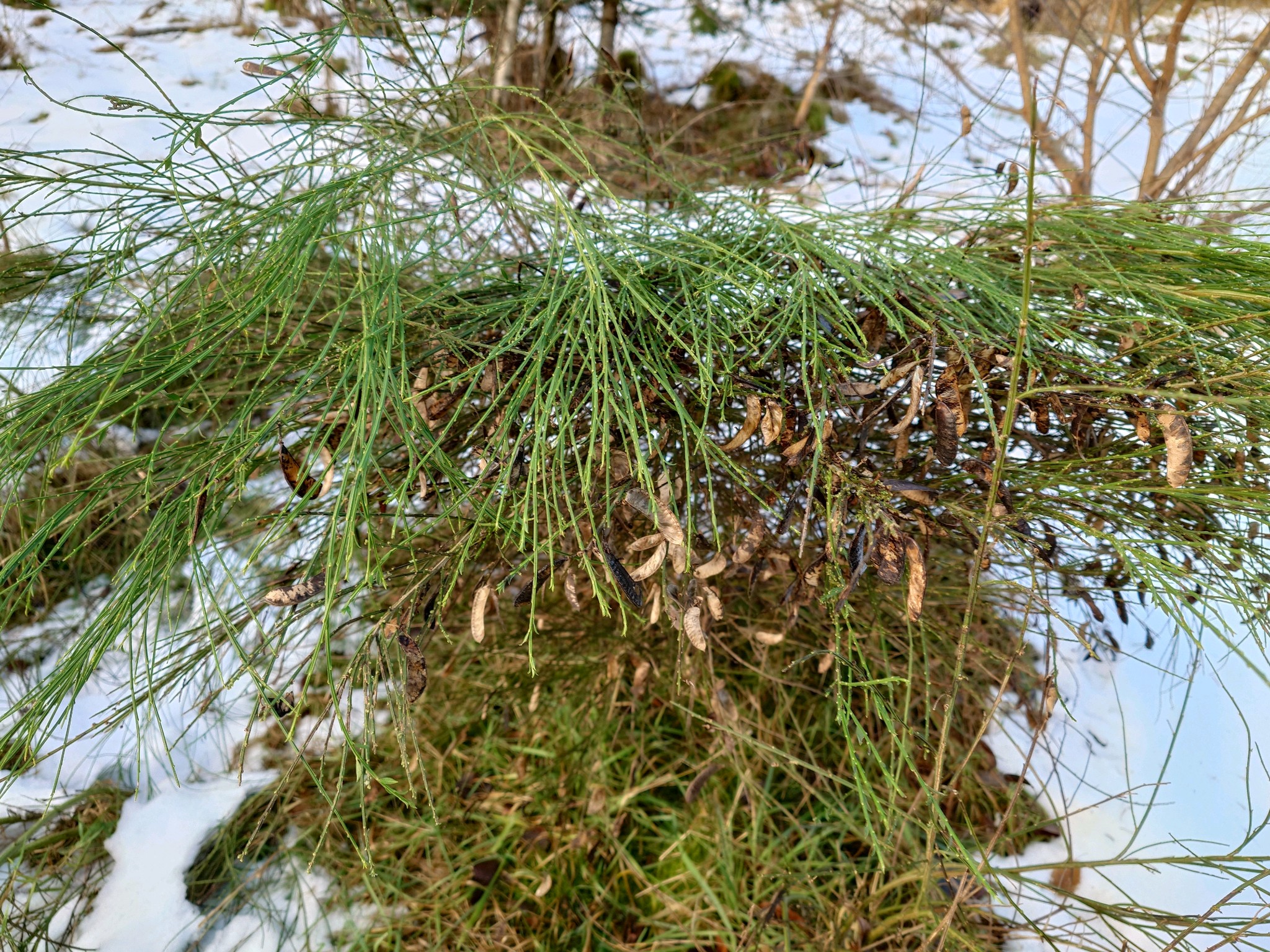 Cytisus scoparius (Scotch broom) (alternate view 2)