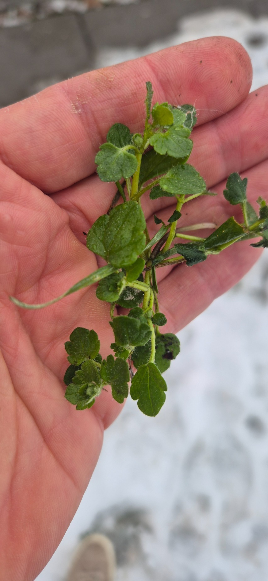 Veronica hederifolia (Ivy-leaved Speedwell) (alternate view 12)