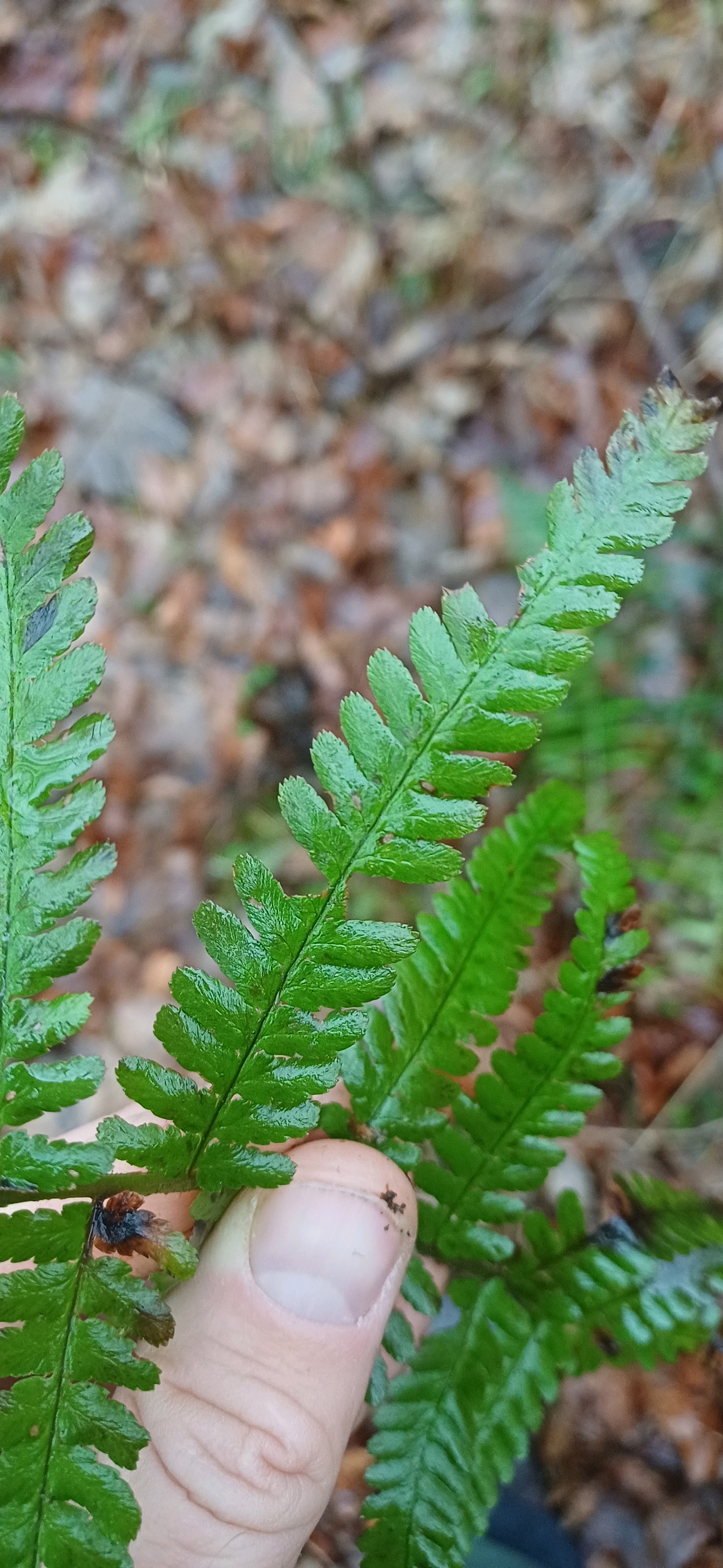 Dryopteris filix-mas (Male Fern) (alternate view 10)