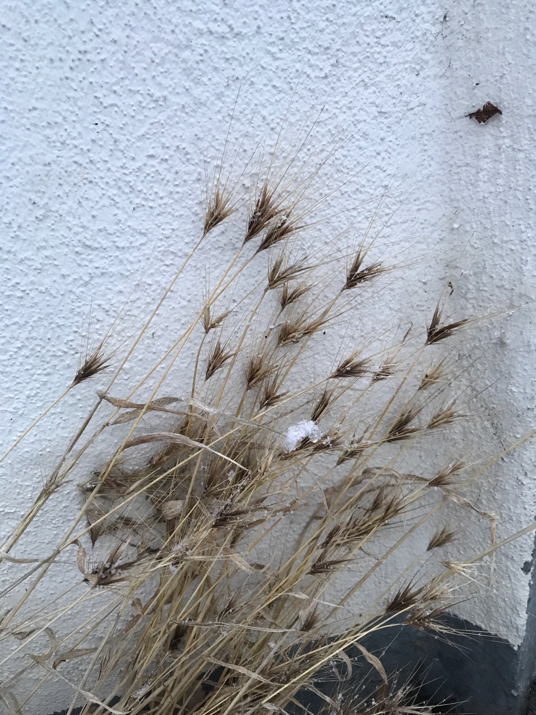 Hordeum (Barleys) (alternate view 4)