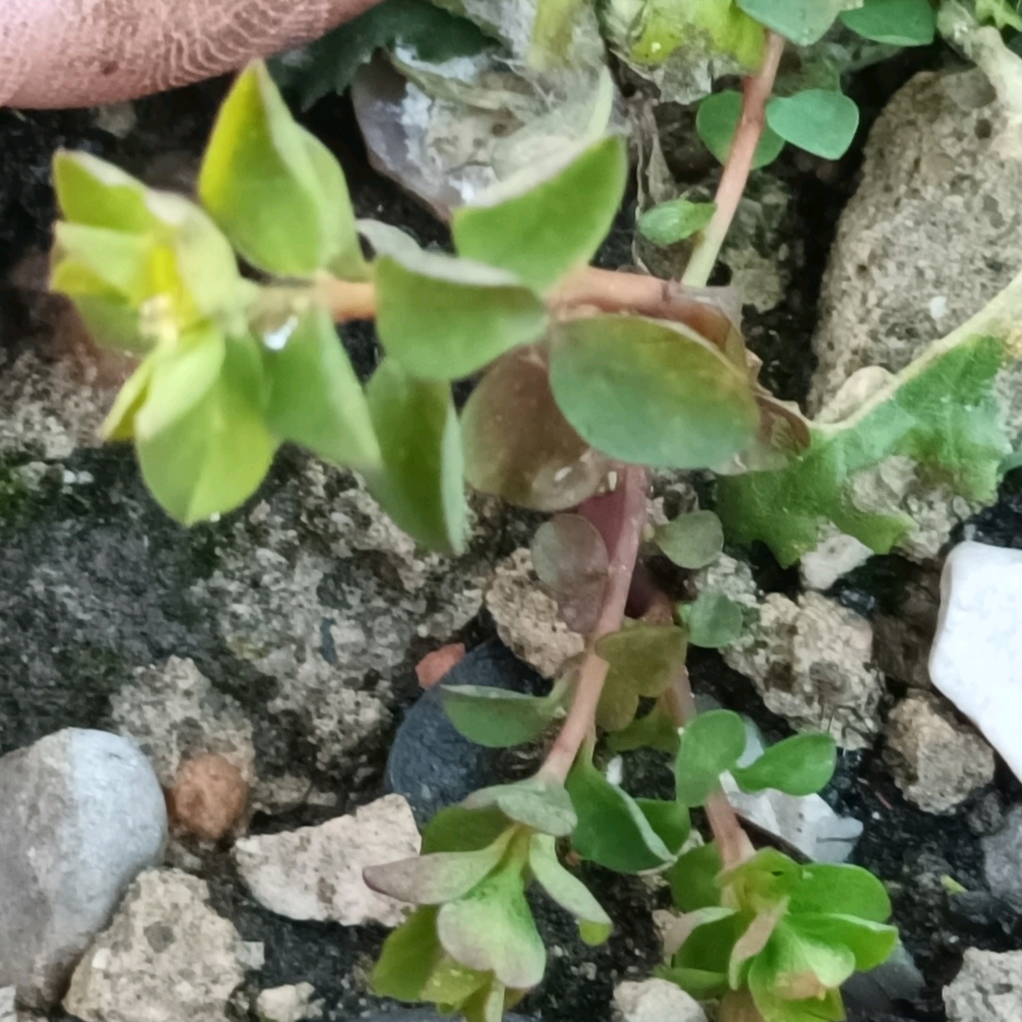 Euphorbia peplus (petty spurge) (alternate view 11)