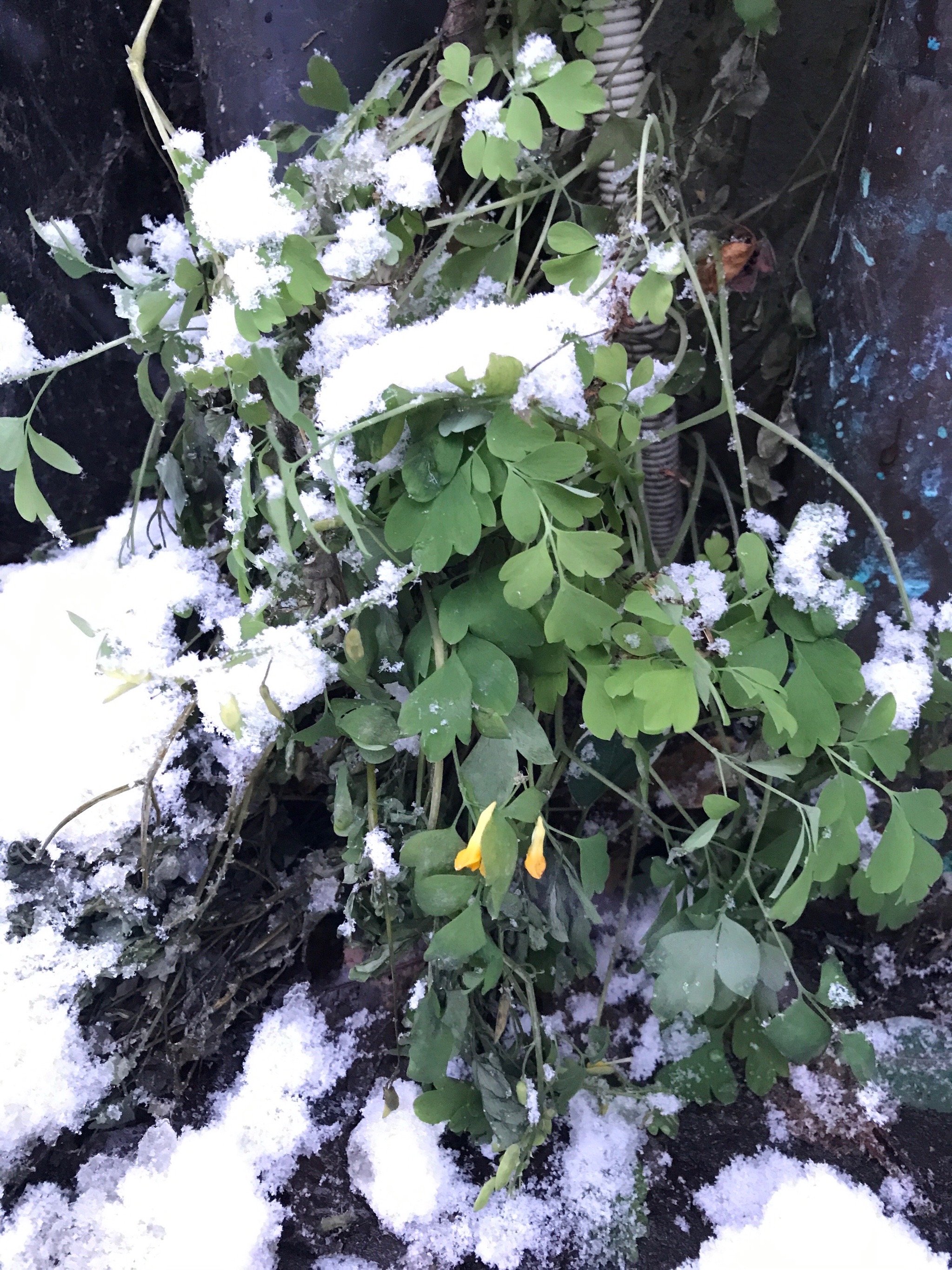 Pseudofumaria lutea (Yellow Fumitory) (alternate view 14)