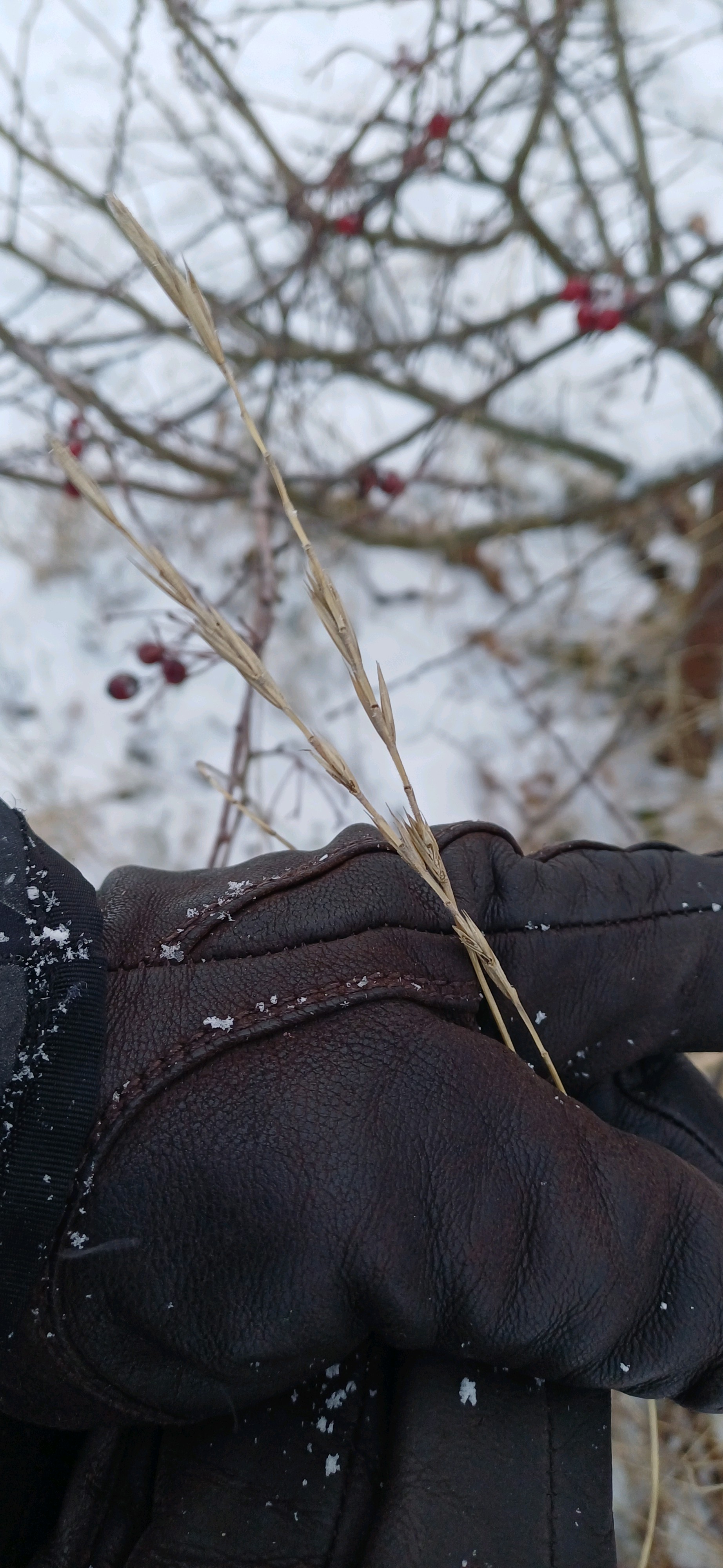 Arrhenatherum elatius (tall oat grass) (alternate view 9)