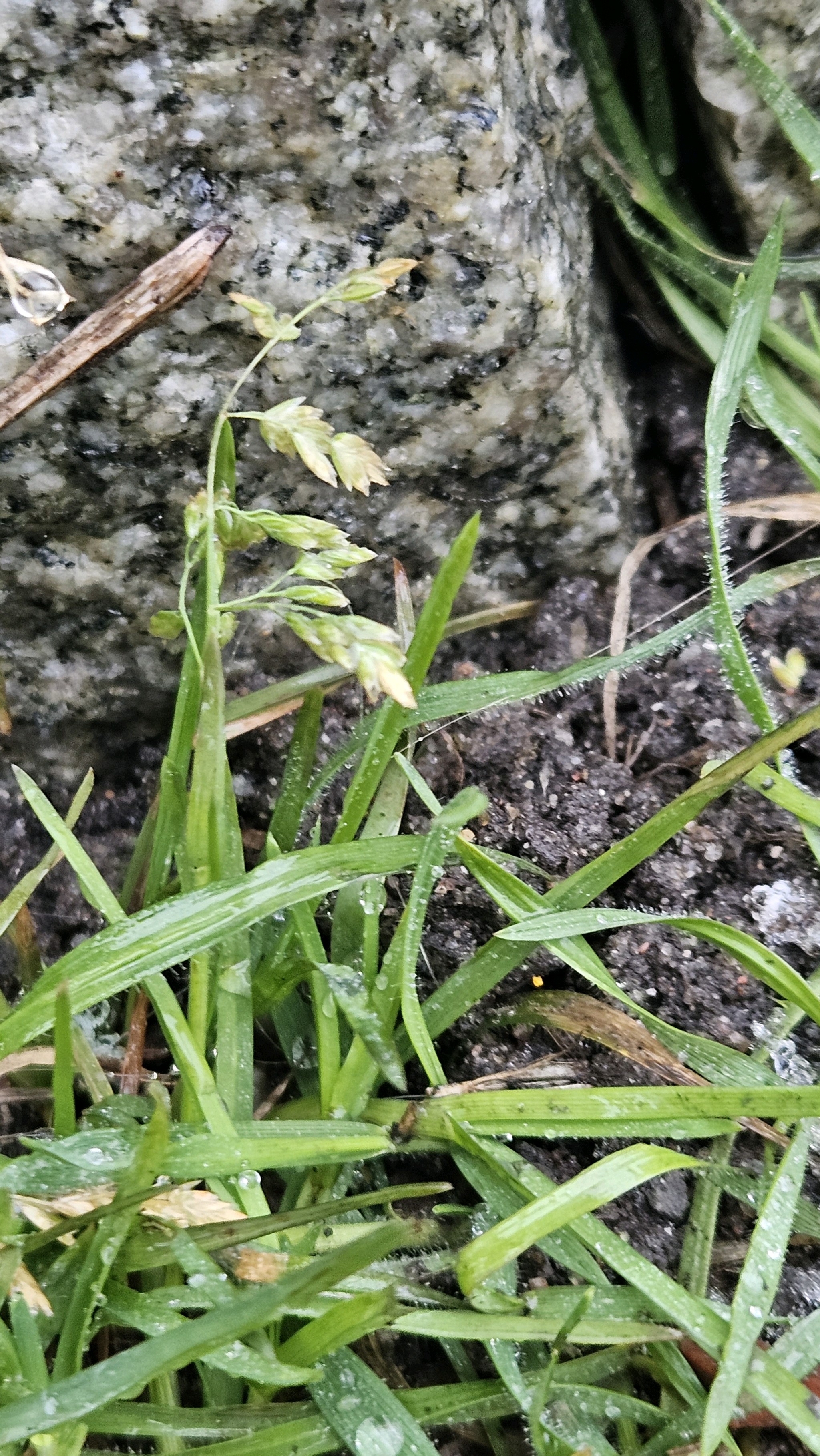 Poa annua (annual bluegrass) (alternate view 14)