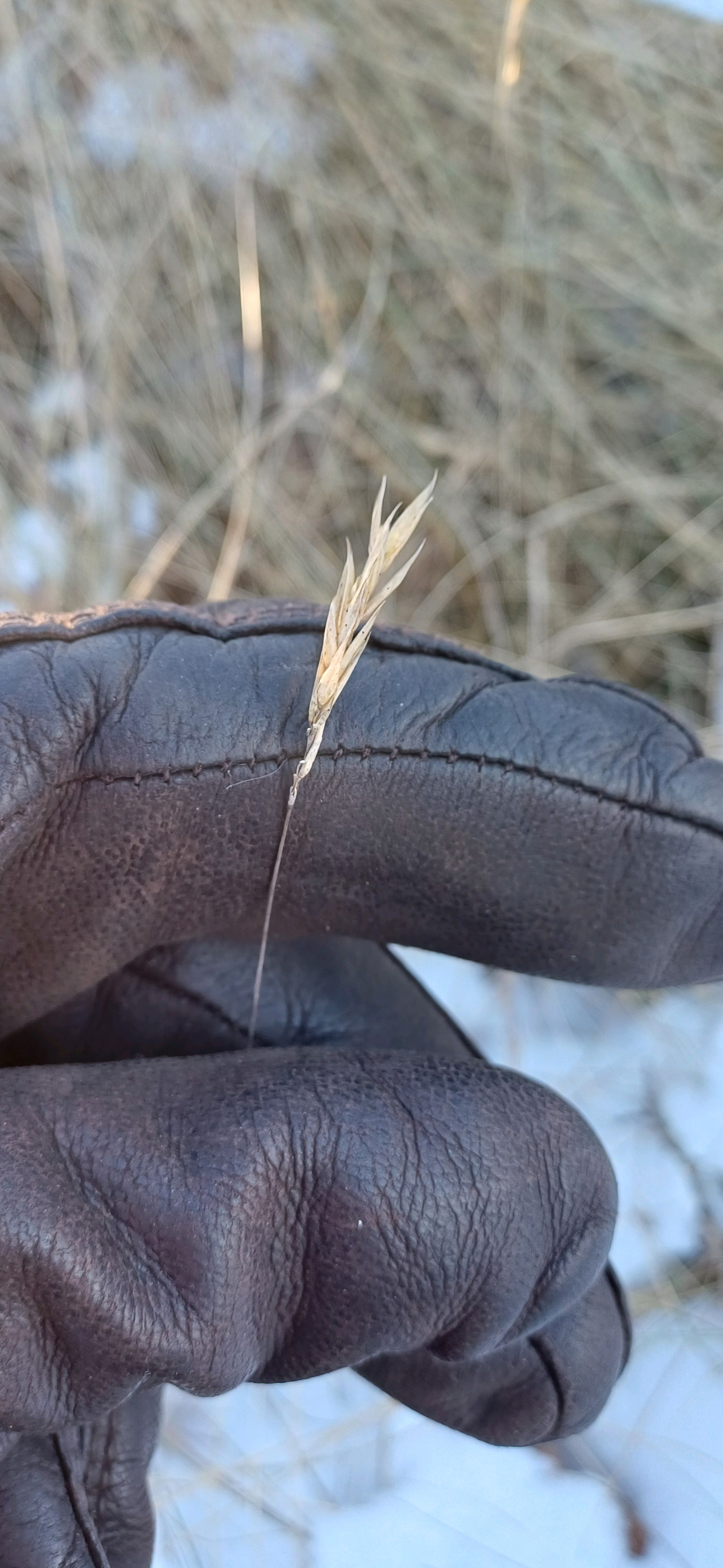 Anthoxanthum odoratum (sweet vernal grass) (alternate view 13)