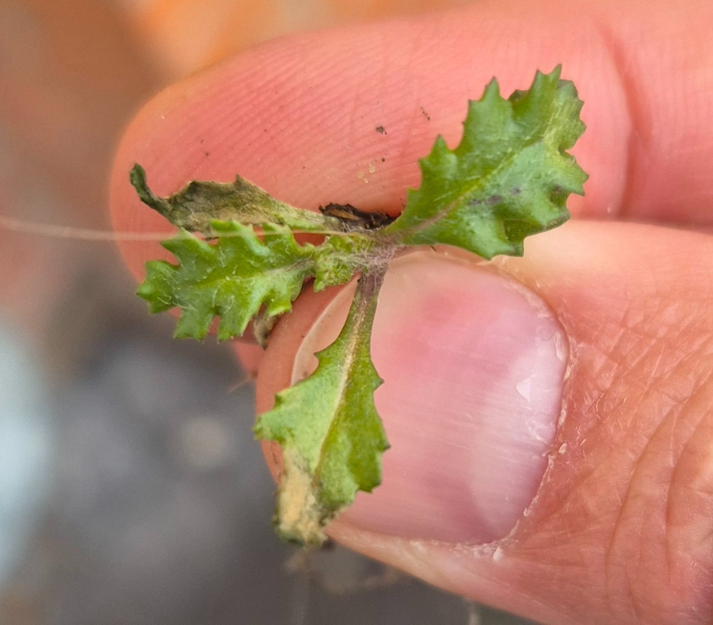 Senecio vulgaris (common groundsel) (alternate view 11)