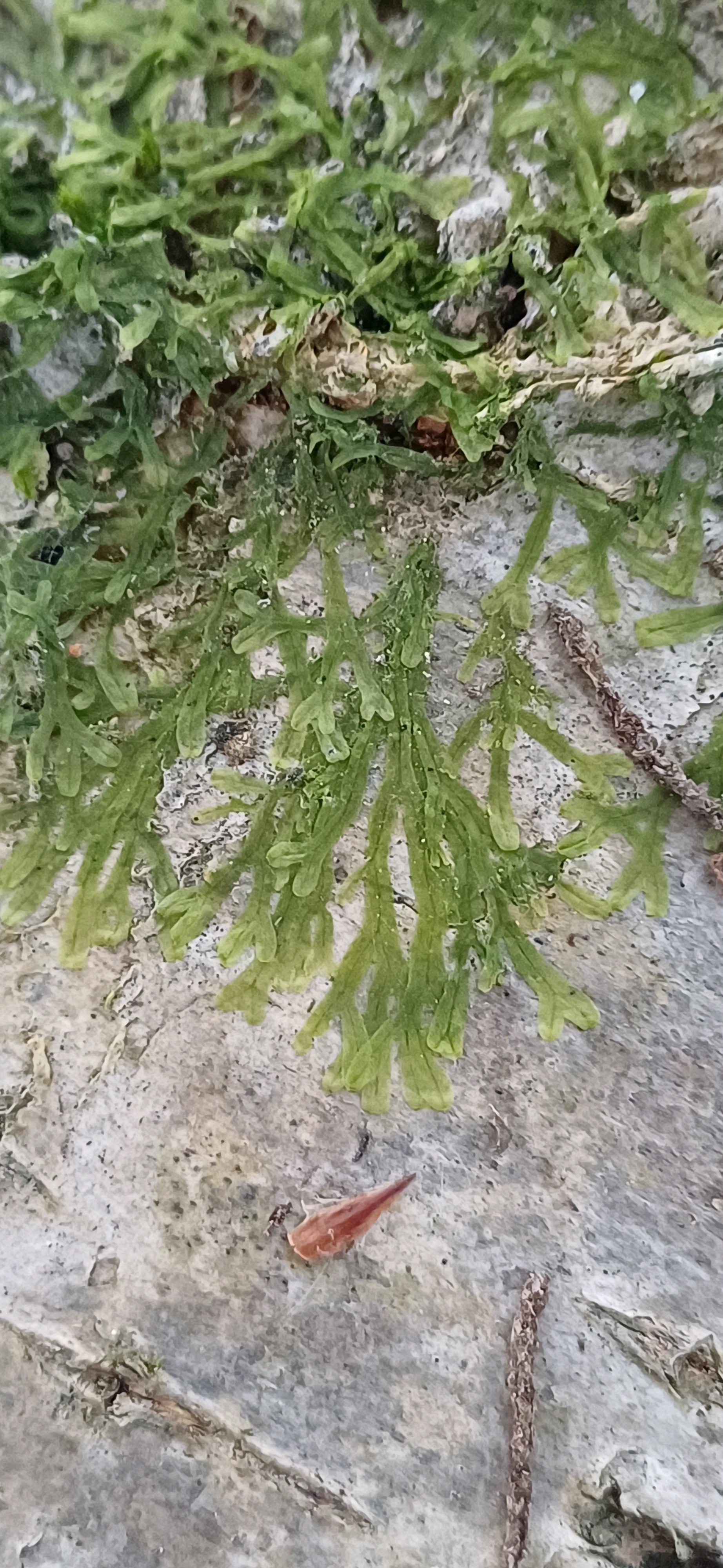 Metzgeria furcata (Forked Veilwort) (alternate view 10)