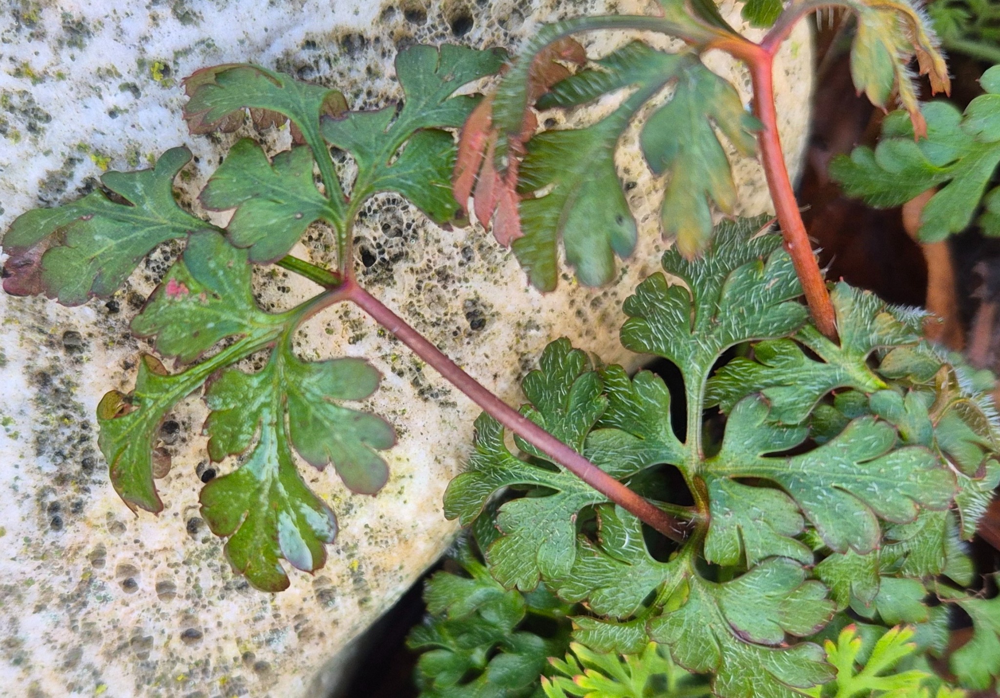Geranium robertianum (herb-Robert, stinky Bob) (alternate view 11)