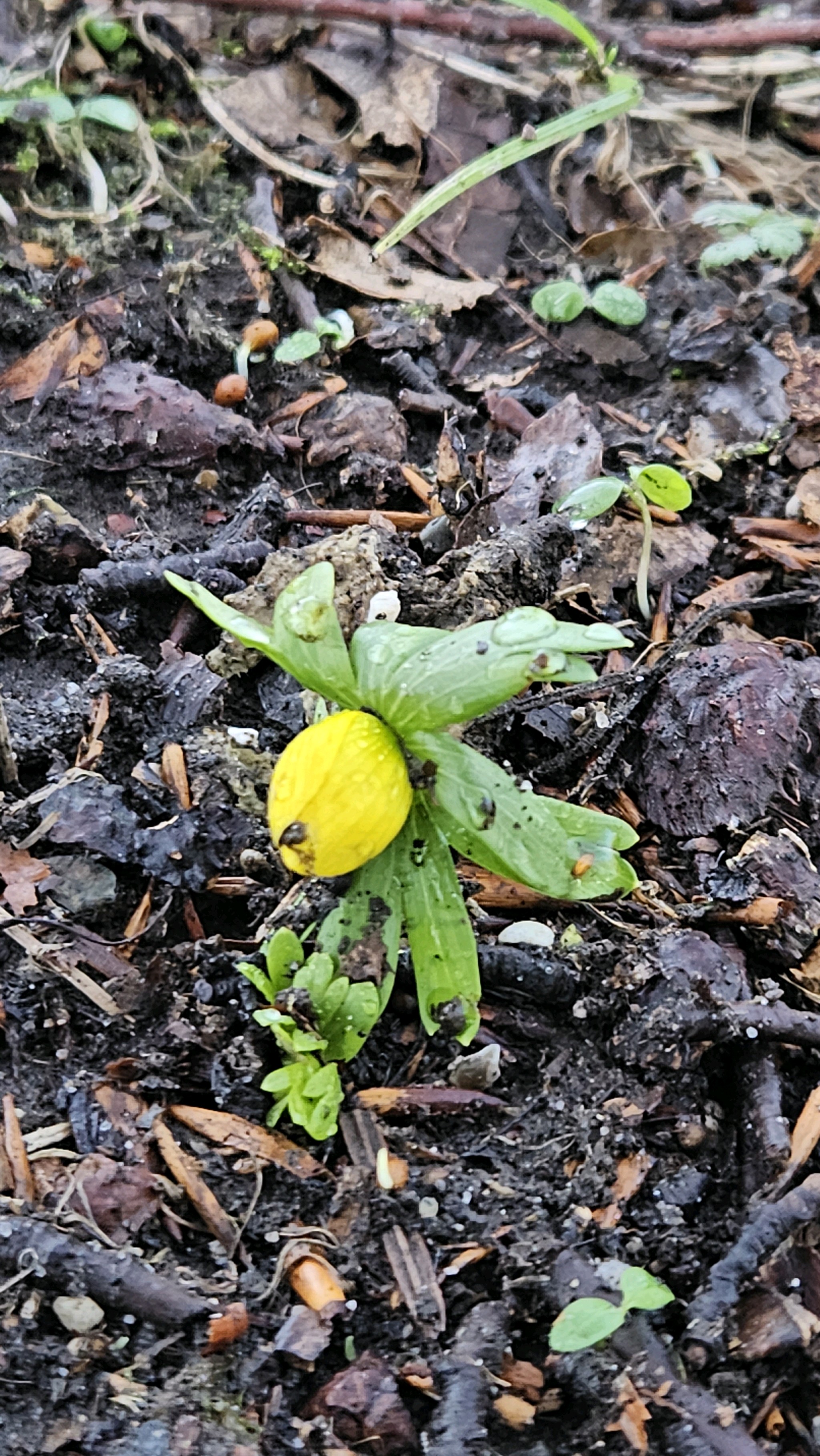 Eranthis hyemalis (Winter Aconite) (alternate view 12)