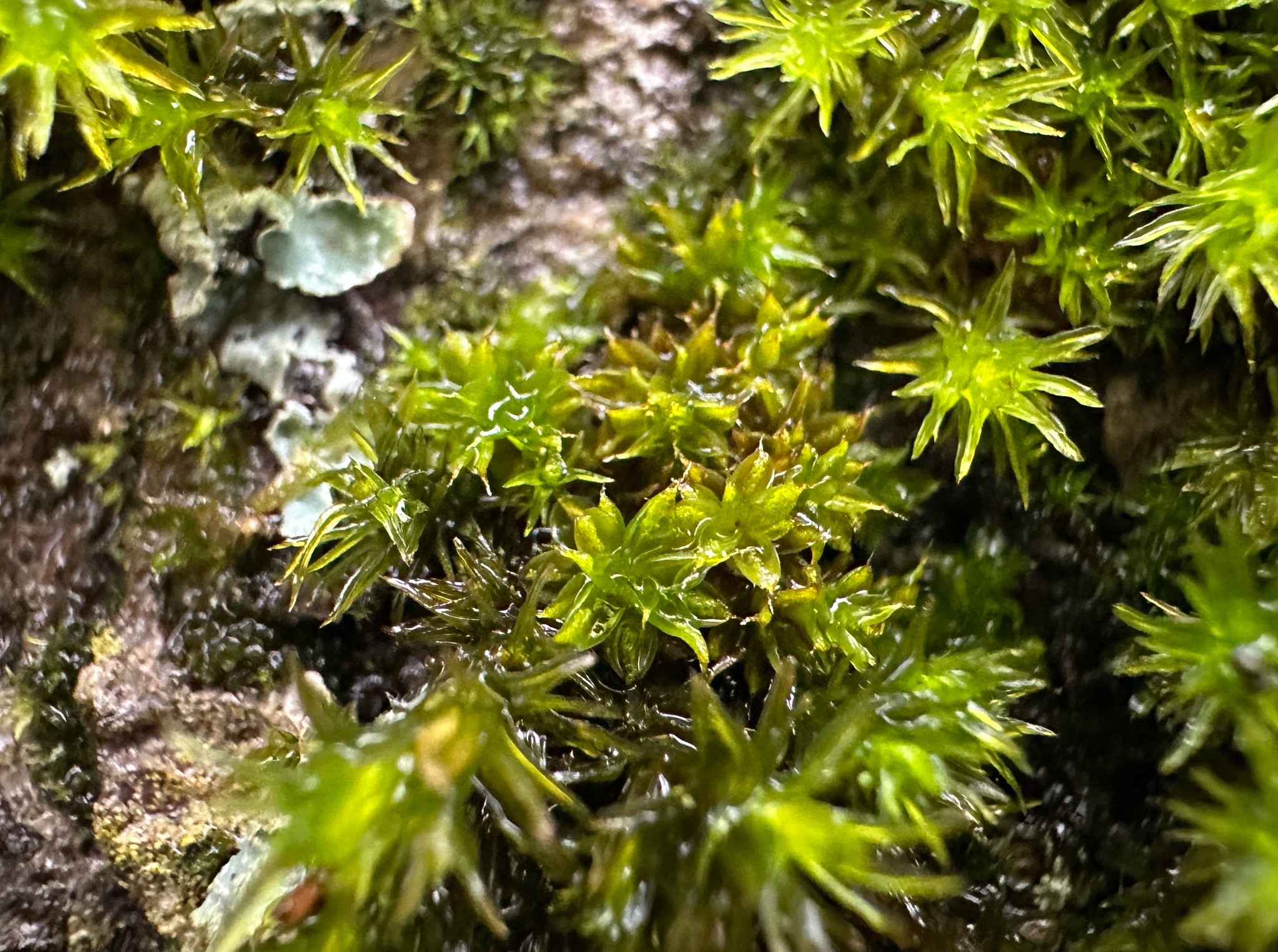 Syntrichia