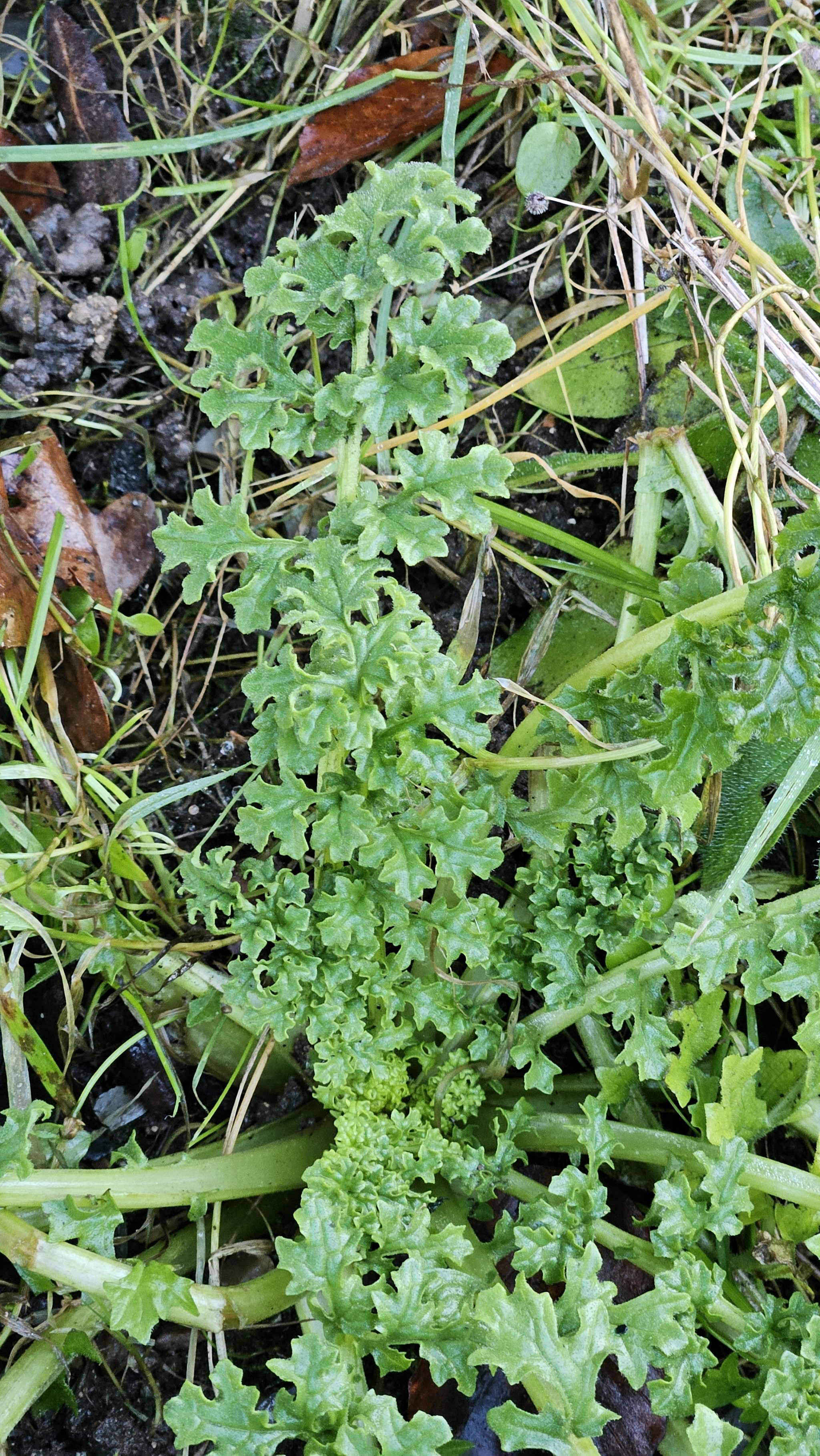 Jacobaea vulgaris (tansy ragwort) (alternate view 14)