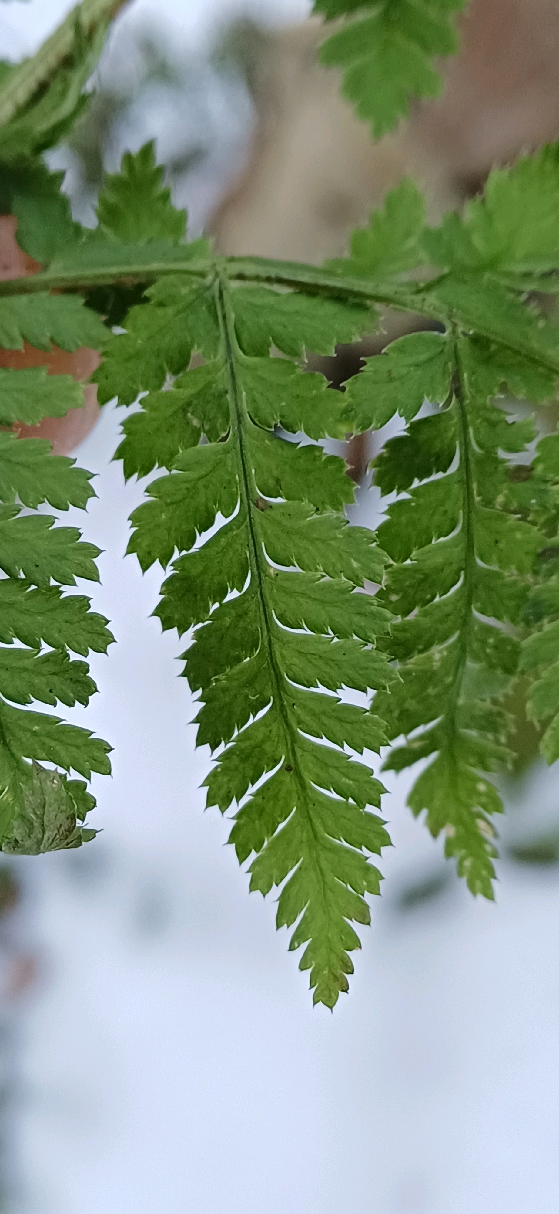 Dryopteris dilatata (broad buckler-fern) (alternate view 13)