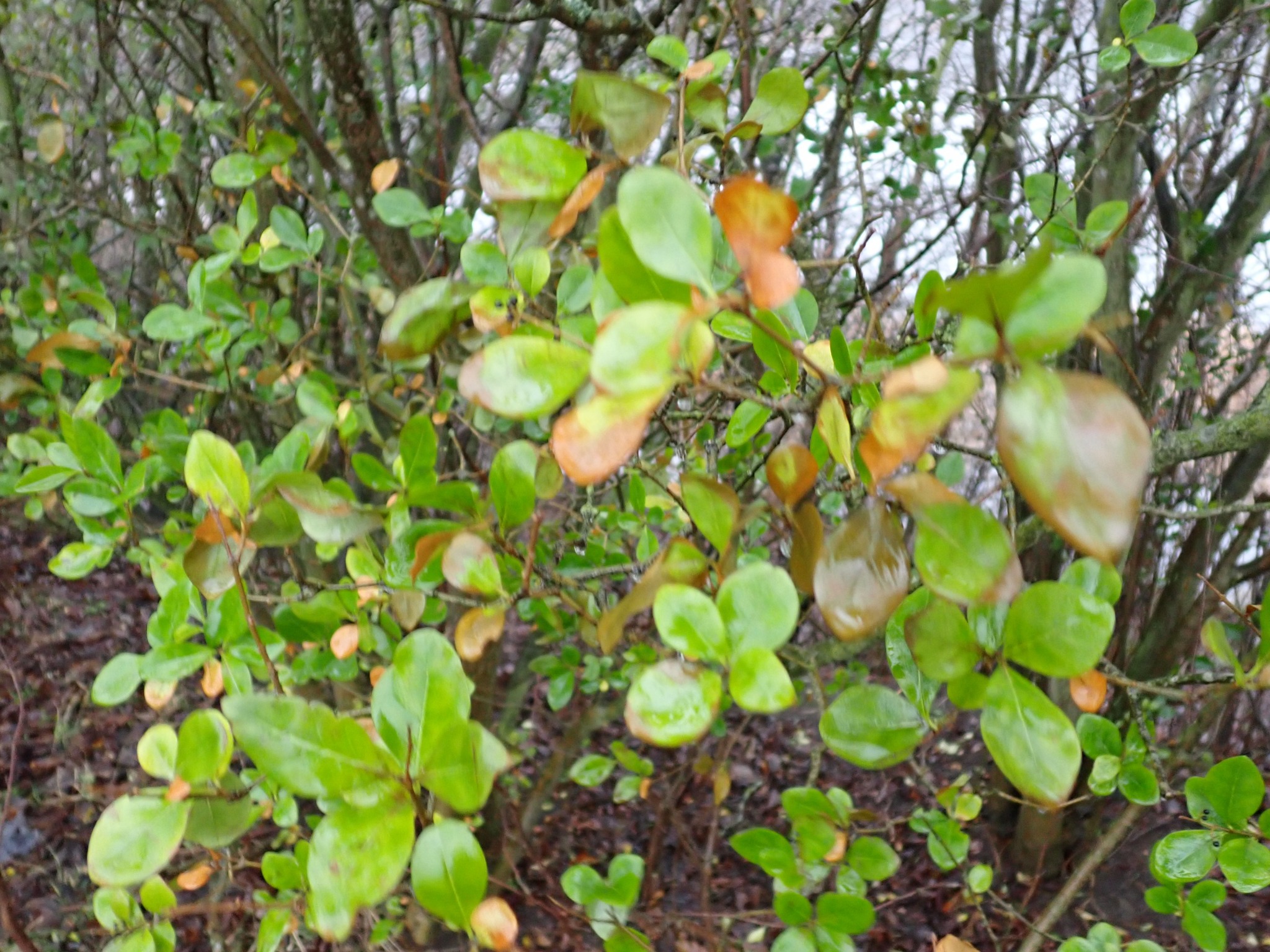 Ligustrum ovalifolium (garden privet) (alternate view 11)