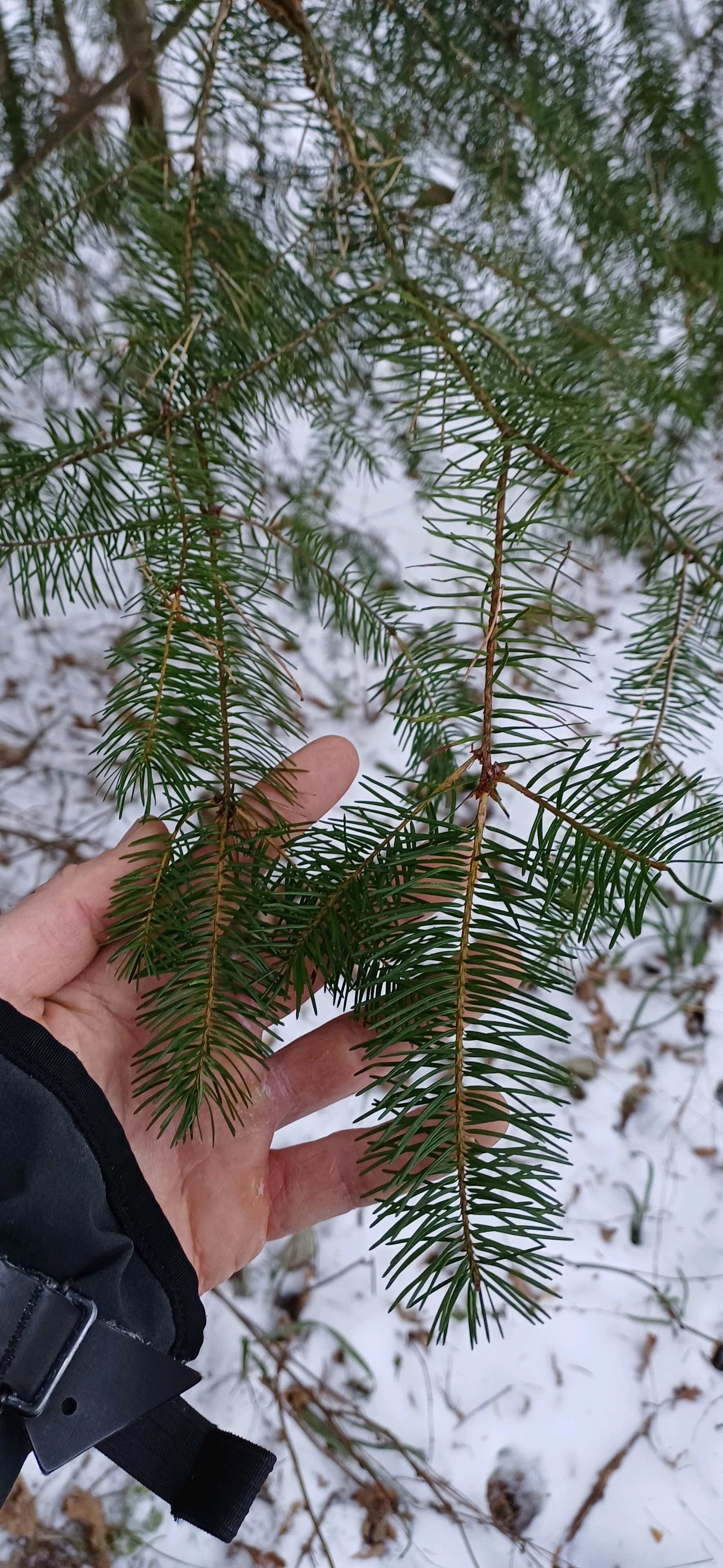 Pseudotsuga menziesii (Douglas fir) (alternate view 3)