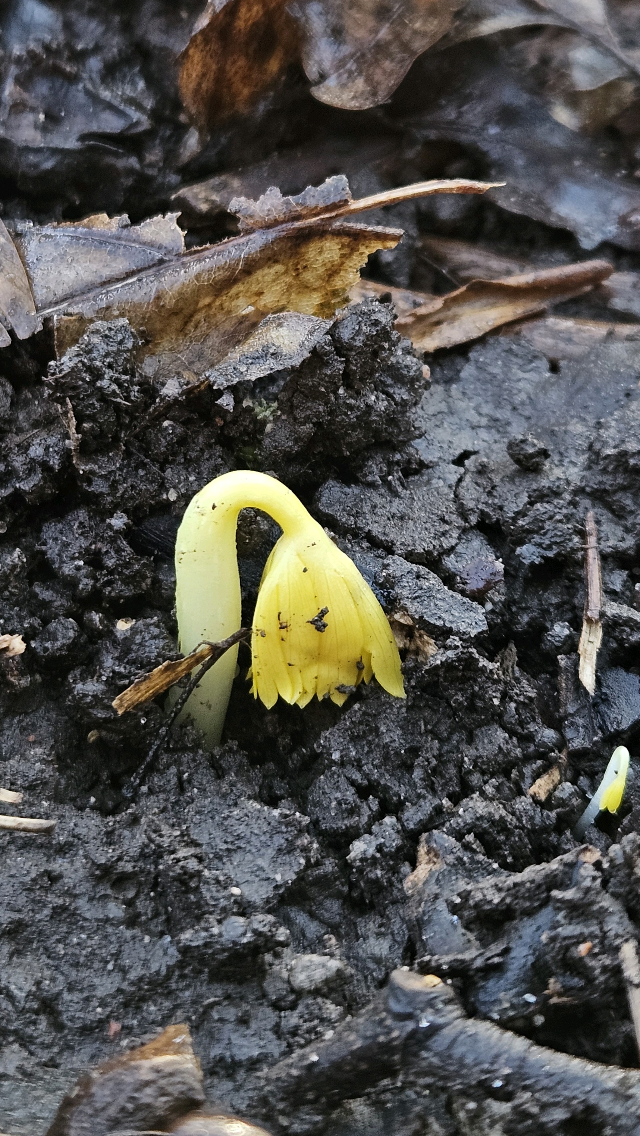 Eranthis hyemalis (Winter Aconite) (alternate view 13)