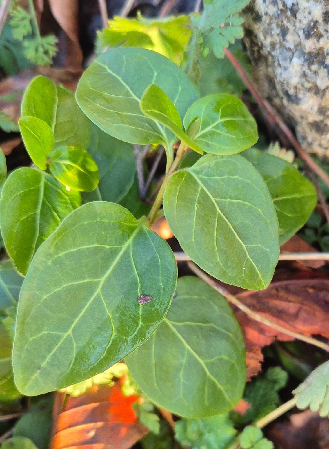 Vinca major (Greater Periwinkle)