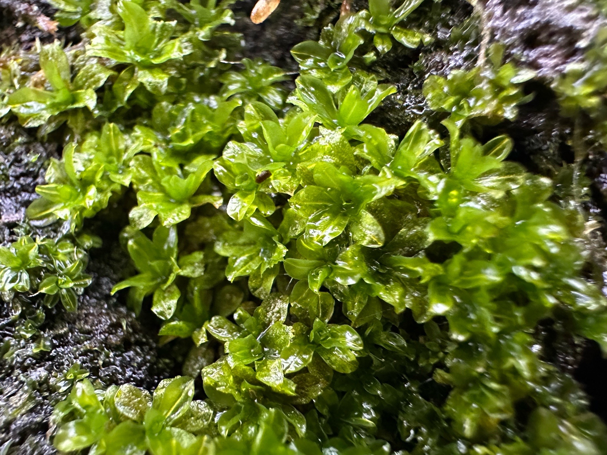 Syntrichia (alternate view 3)