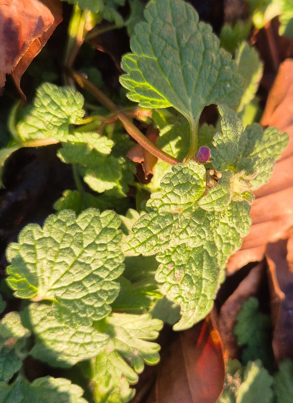 Lamium purpureum (red deadnettle) (alternate view 12)