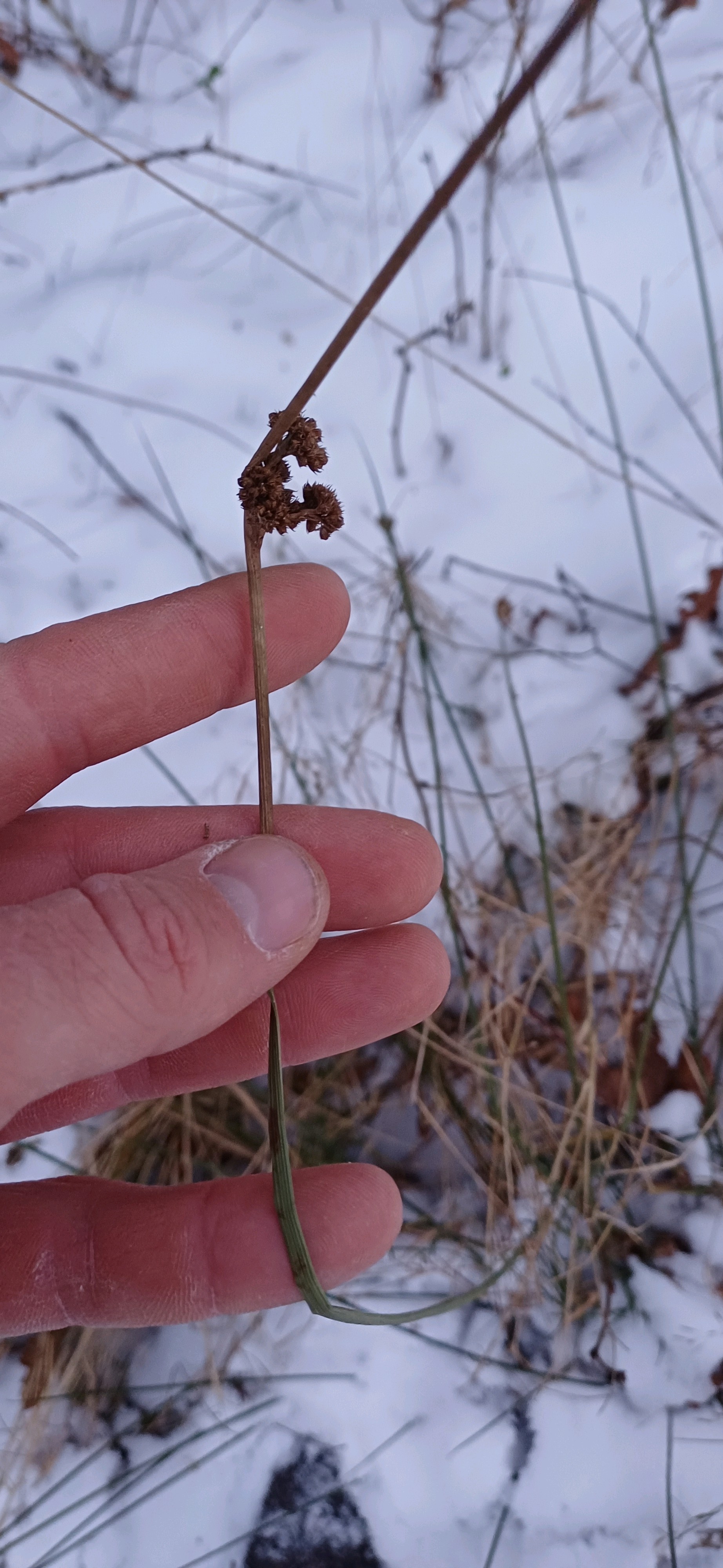 Juncus effusus (soft rush) (alternate view 12)